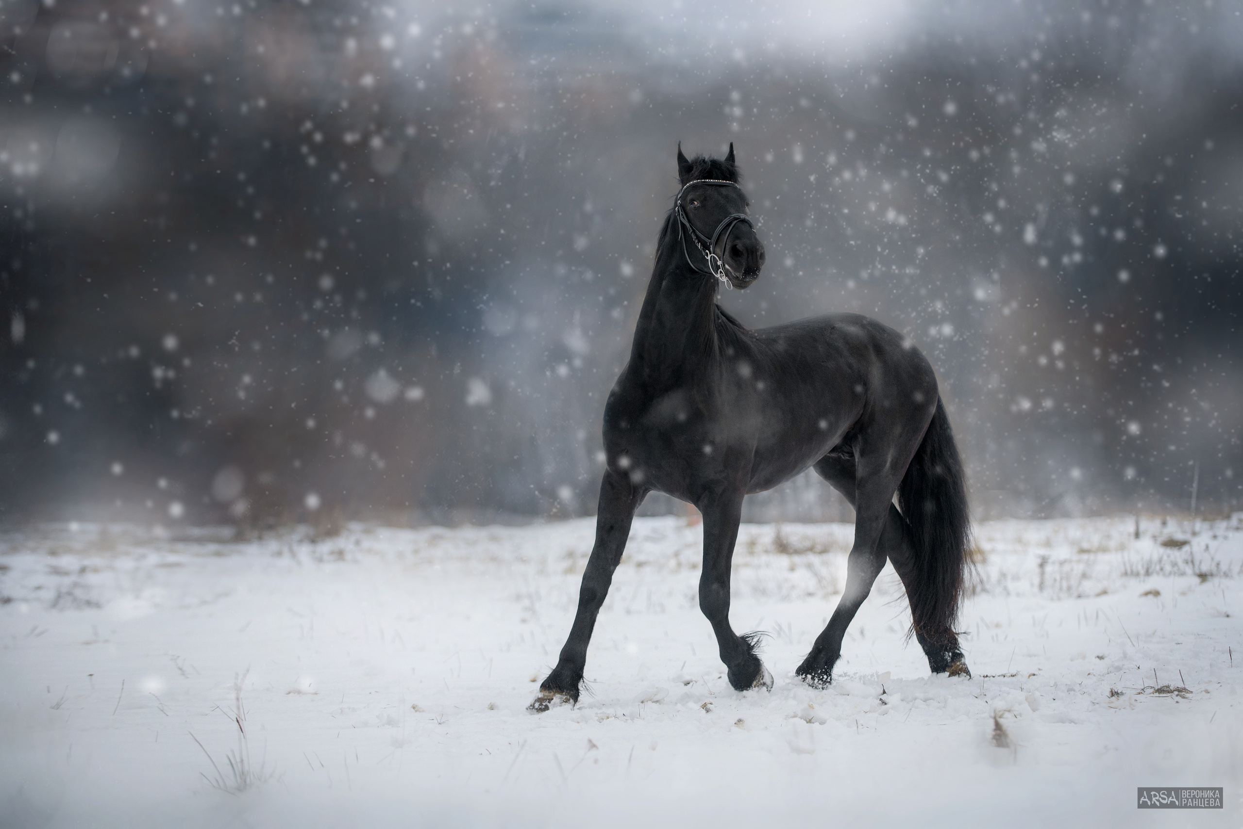Лошади. Фотограф Вероника Ранцева, фотосессии с лошадьми в Минске и Могилеве