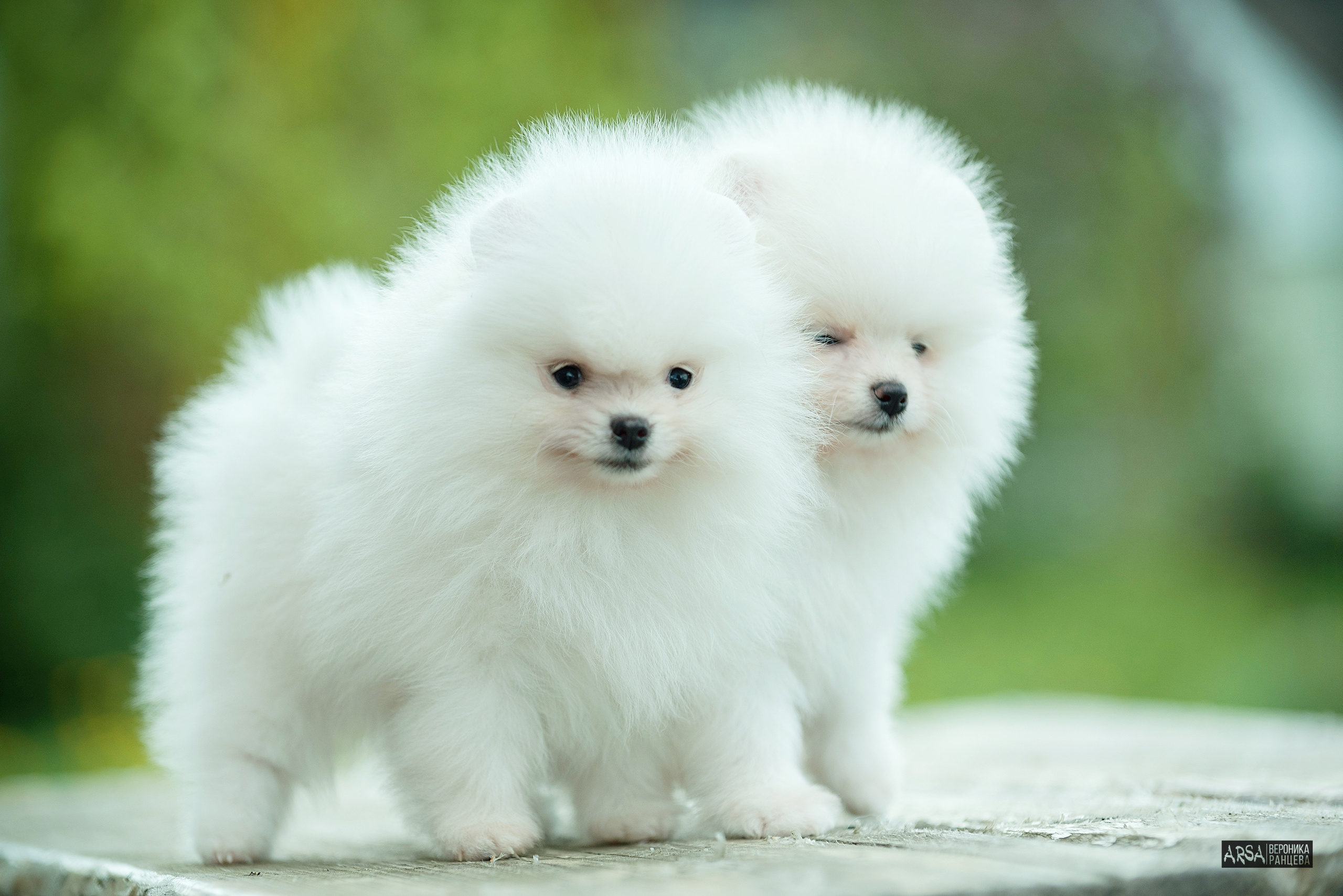 Собаки и кошки. Фотограф Вероника Ранцева, фотосессии с лошадьми в Минске и Могилеве