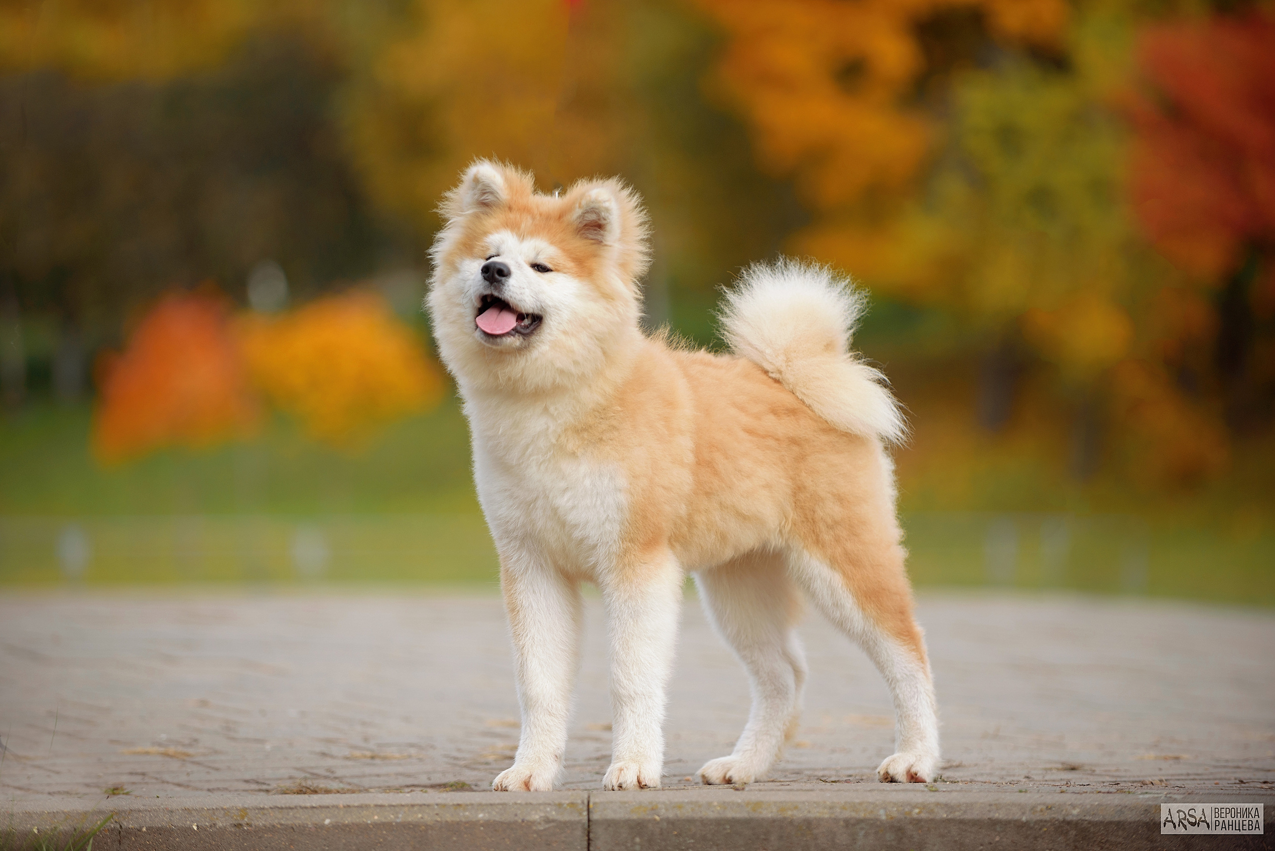 Собаки и кошки. Фотограф Вероника Ранцева, фотосессии с лошадьми в Минске и Могилеве