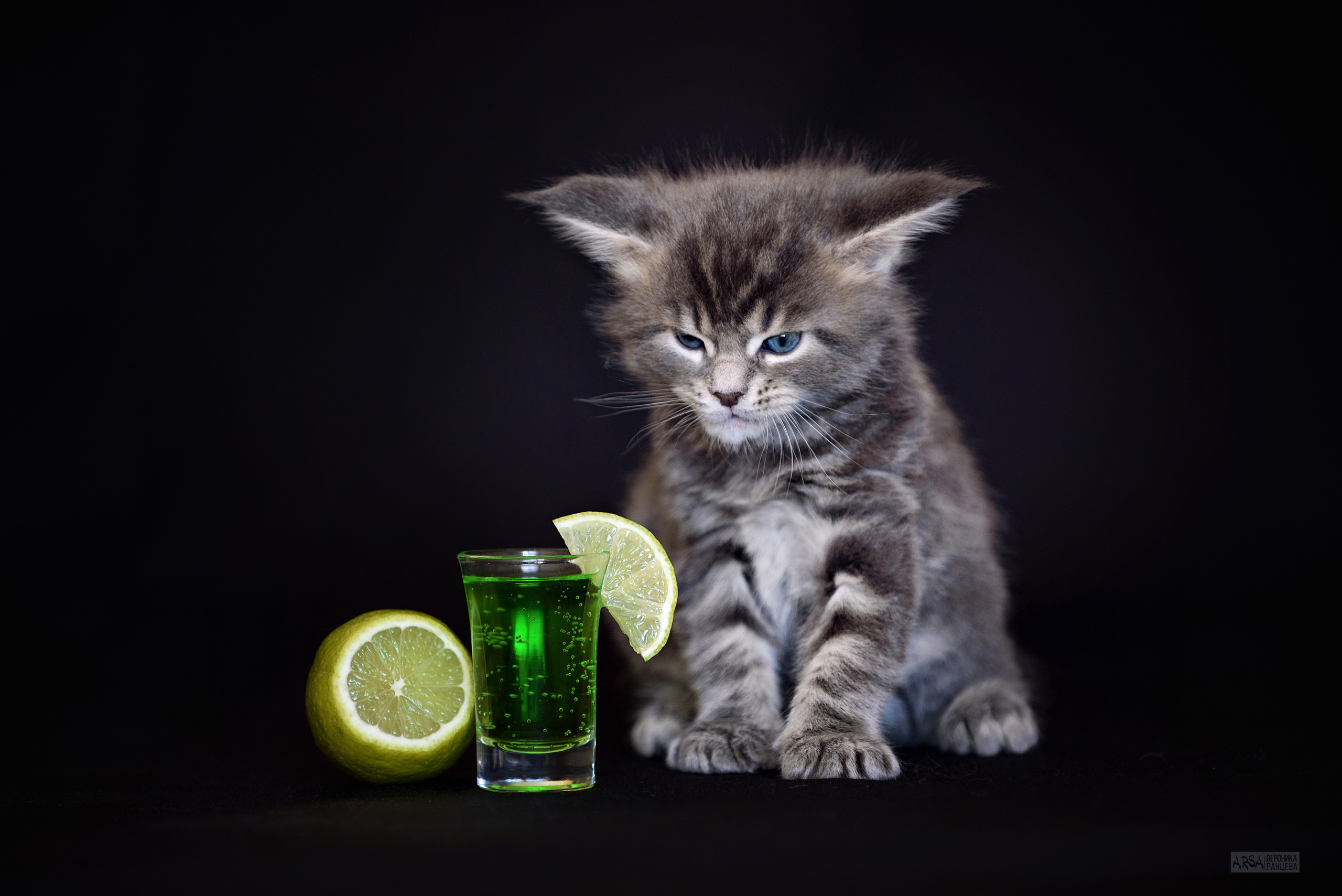 Собаки и кошки. Фотограф Вероника Ранцева, фотосессии с лошадьми в Минске и Могилеве