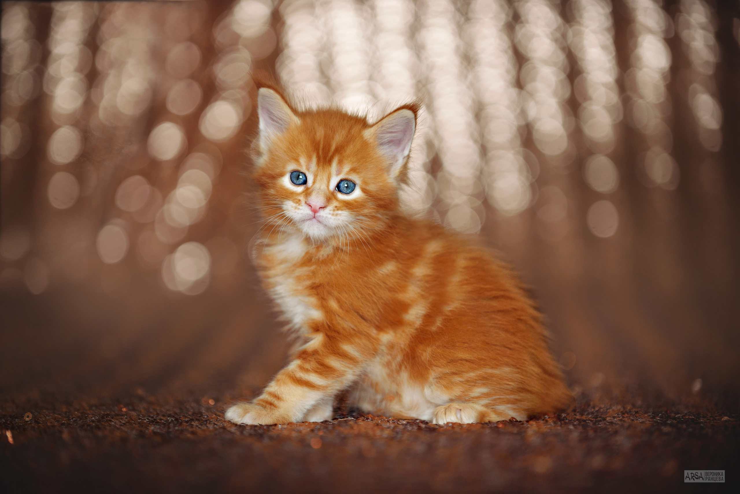 Собаки и кошки. Фотограф Вероника Ранцева, фотосессии с лошадьми в Минске и Могилеве