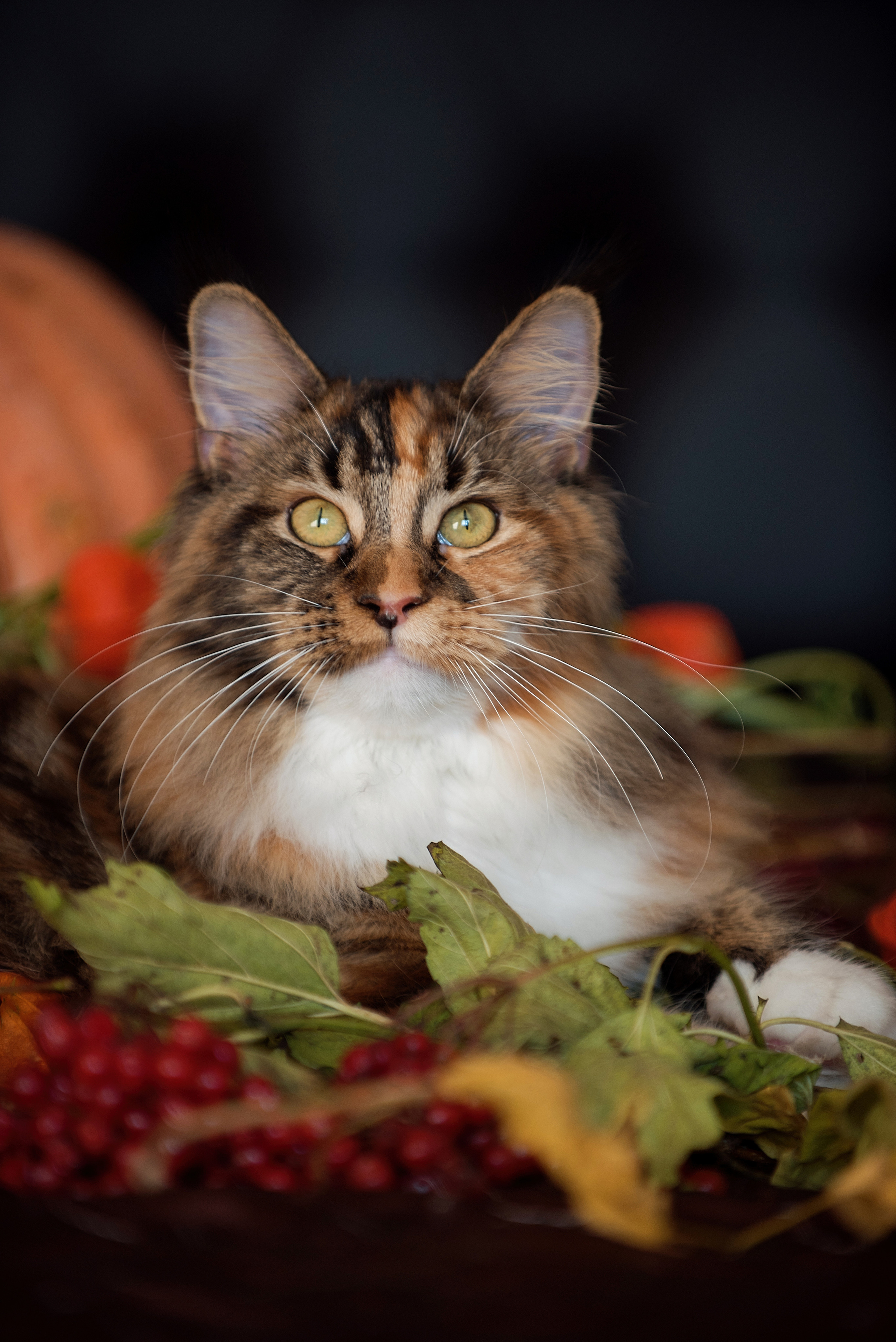 Собаки и кошки. Фотограф Вероника Ранцева, фотосессии с лошадьми в Минске и Могилеве