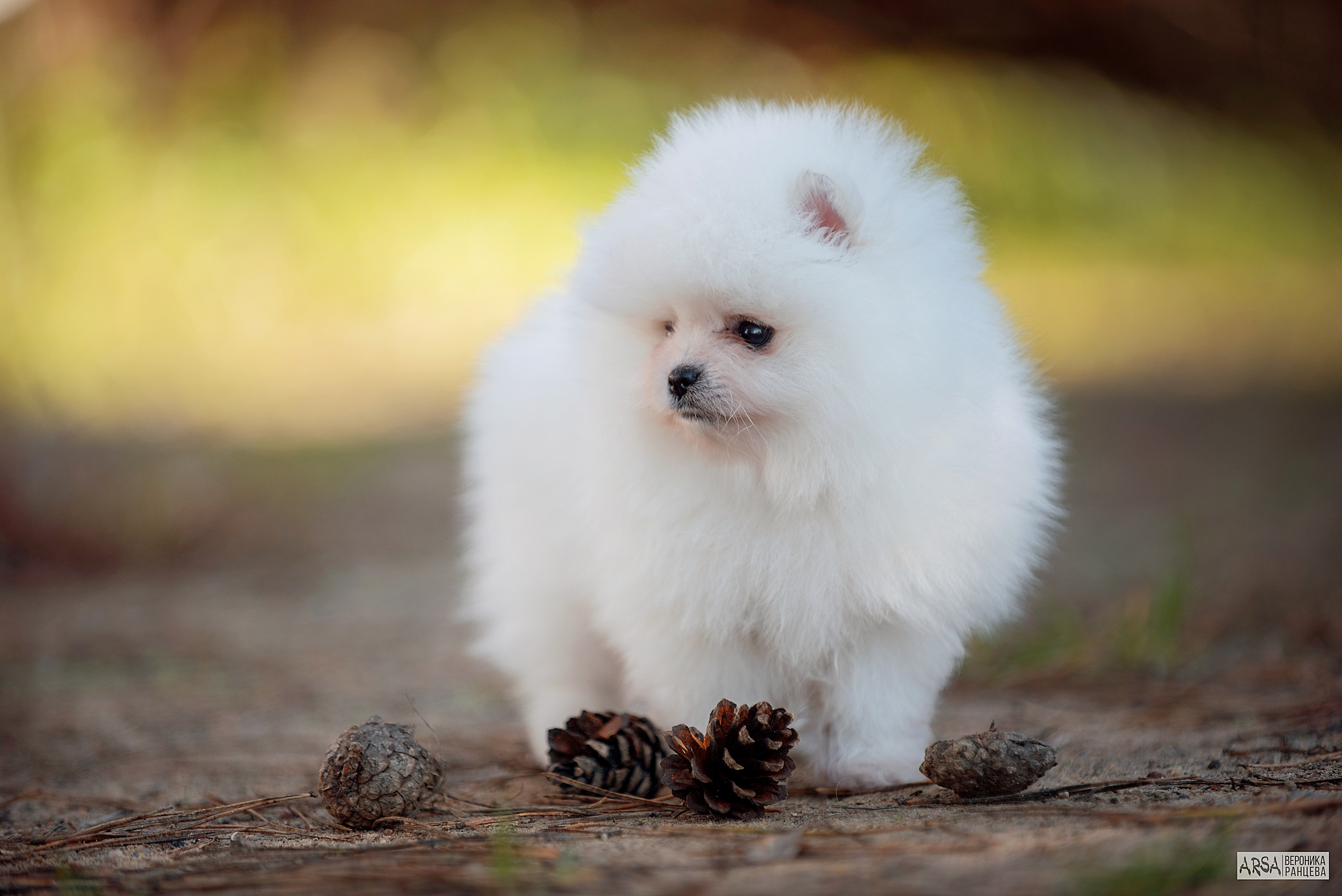 Собаки и кошки. Фотограф Вероника Ранцева, фотосессии с лошадьми в Минске и Могилеве