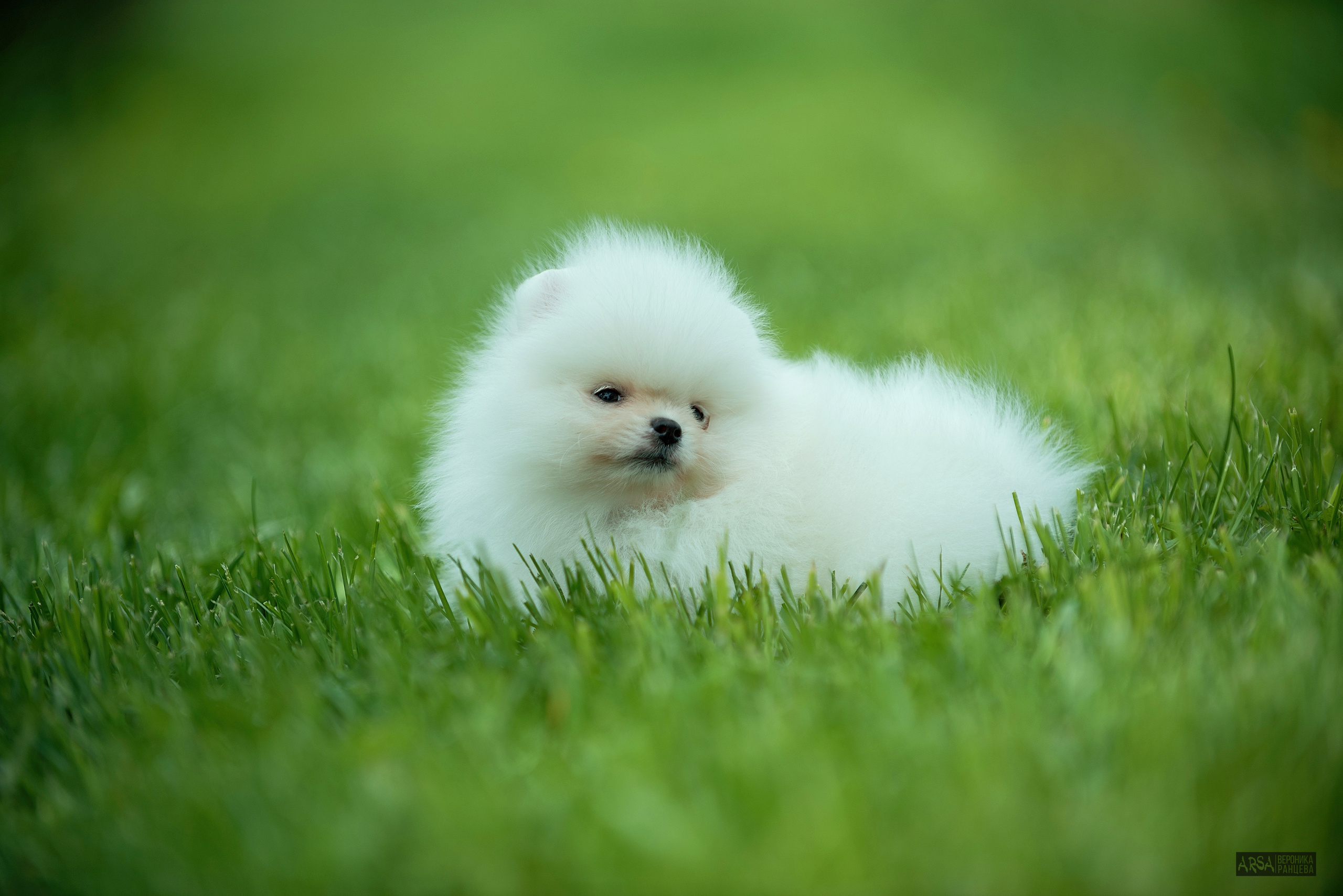Собаки и кошки. Фотограф Вероника Ранцева, фотосессии с лошадьми в Минске и Могилеве