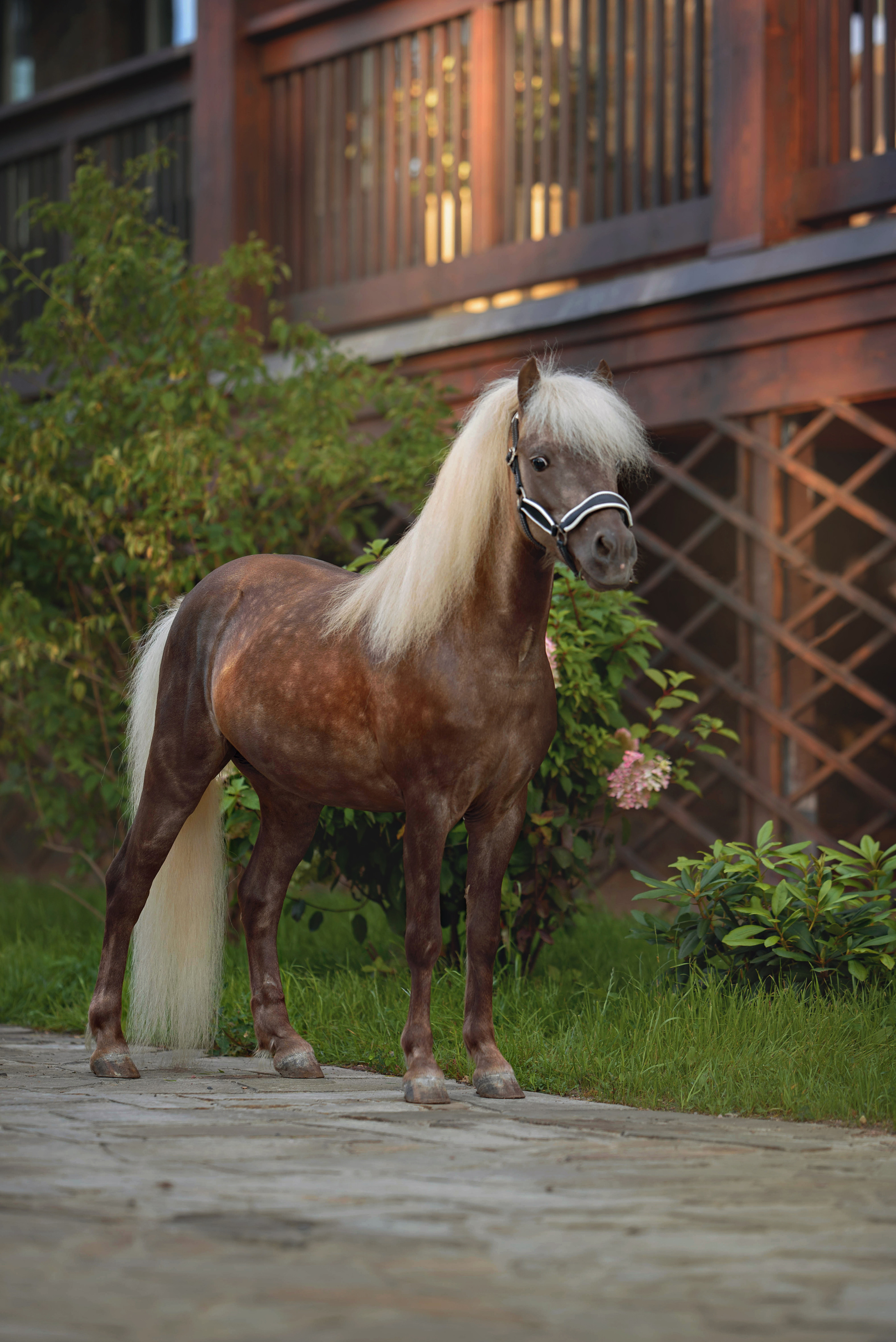 Лошади. Фотограф Вероника Ранцева, фотосессии с лошадьми в Минске и Могилеве