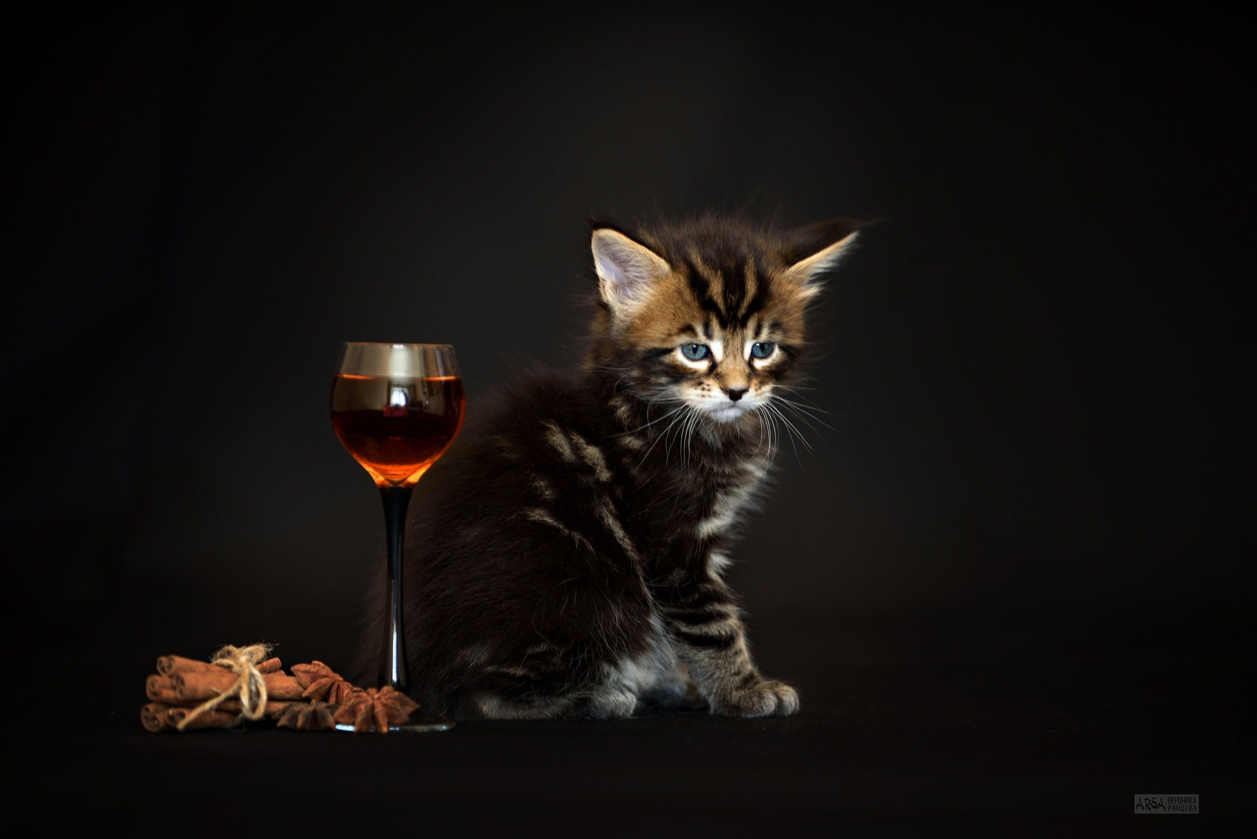 Собаки и кошки. Фотограф Вероника Ранцева, фотосессии с лошадьми в Минске и Могилеве