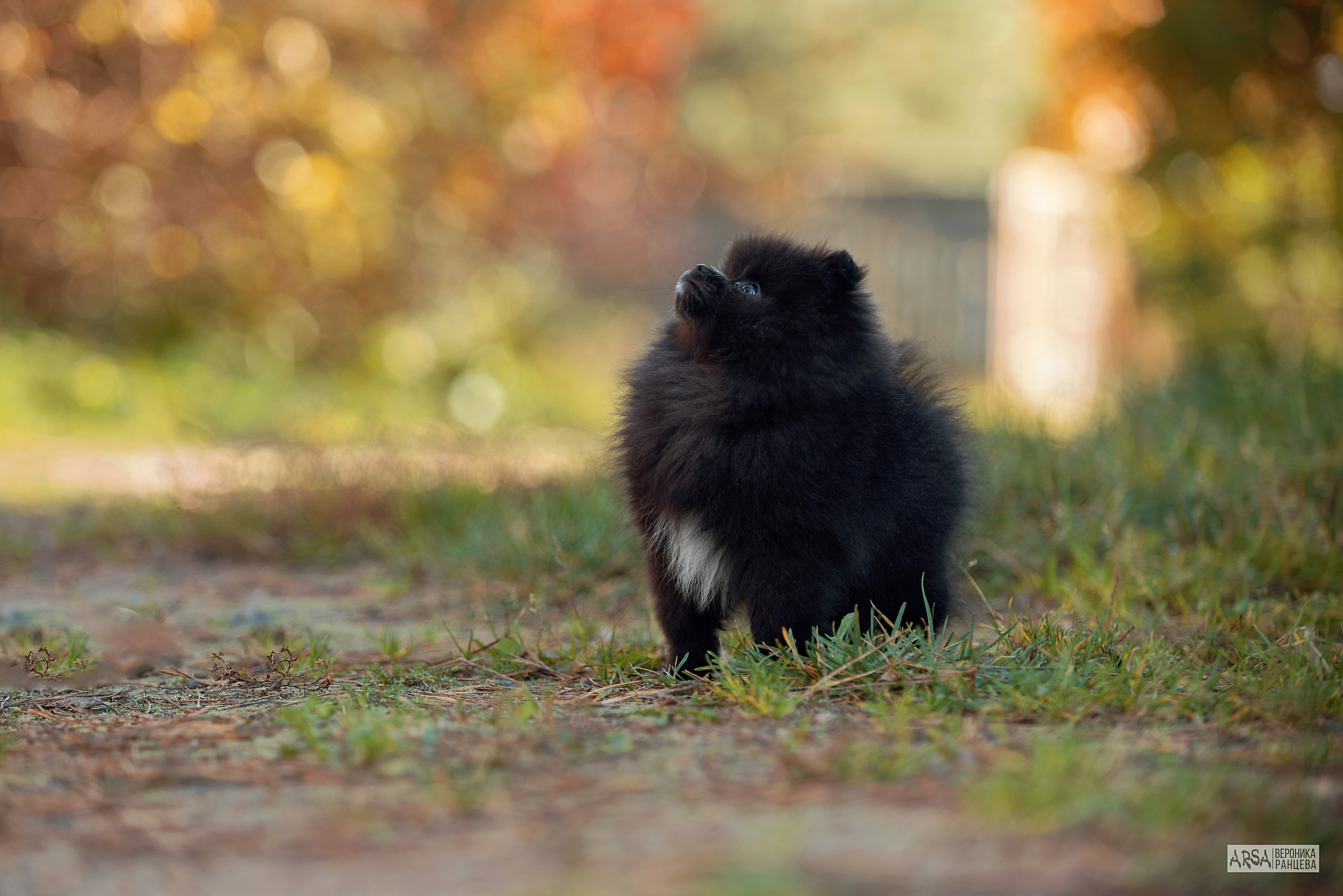 Собаки и кошки. Фотограф Вероника Ранцева, фотосессии с лошадьми в Минске и Могилеве