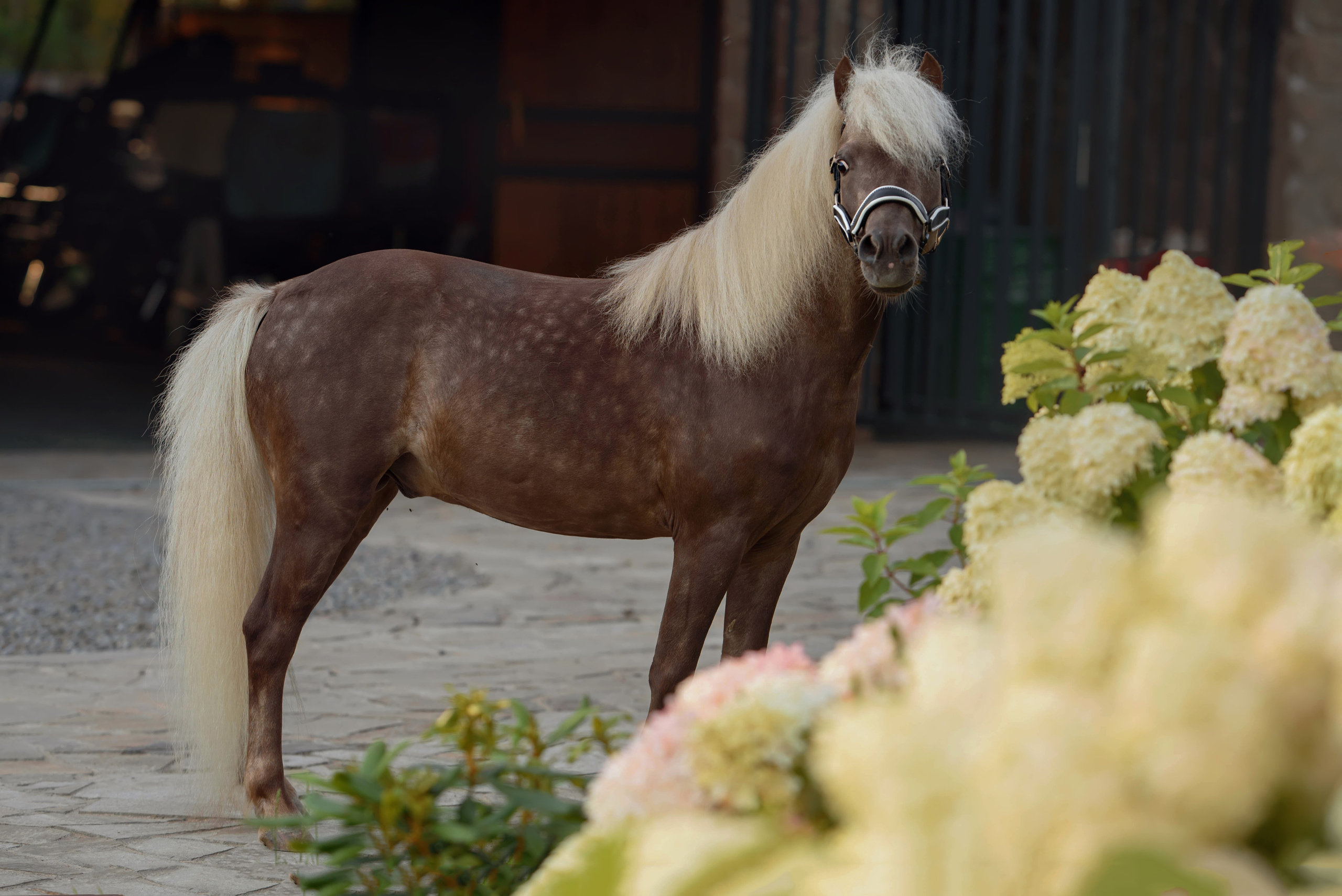 Лошади. Фотограф Вероника Ранцева, фотосессии с лошадьми в Минске и Могилеве
