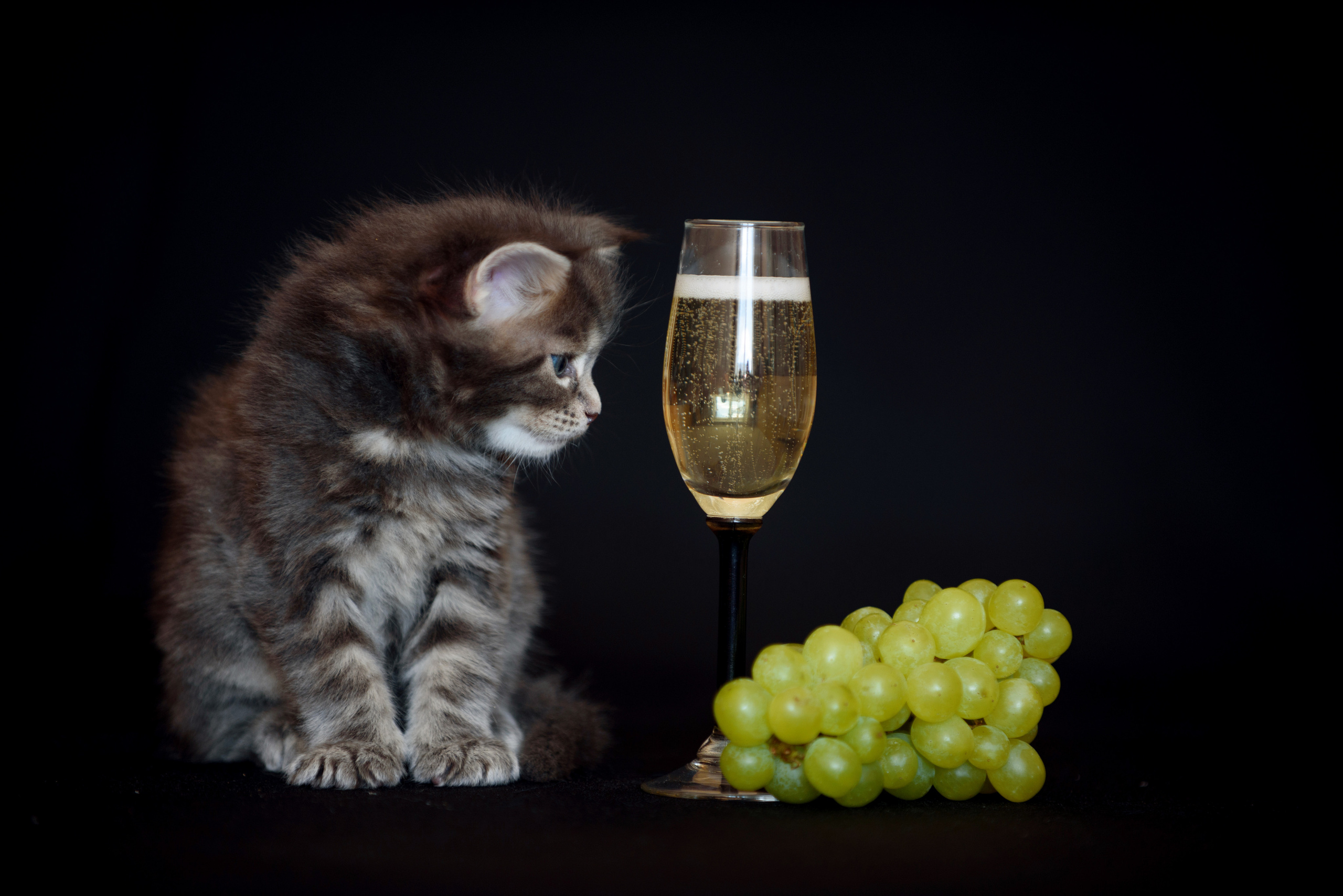 Собаки и кошки. Фотограф Вероника Ранцева, фотосессии с лошадьми в Минске и Могилеве