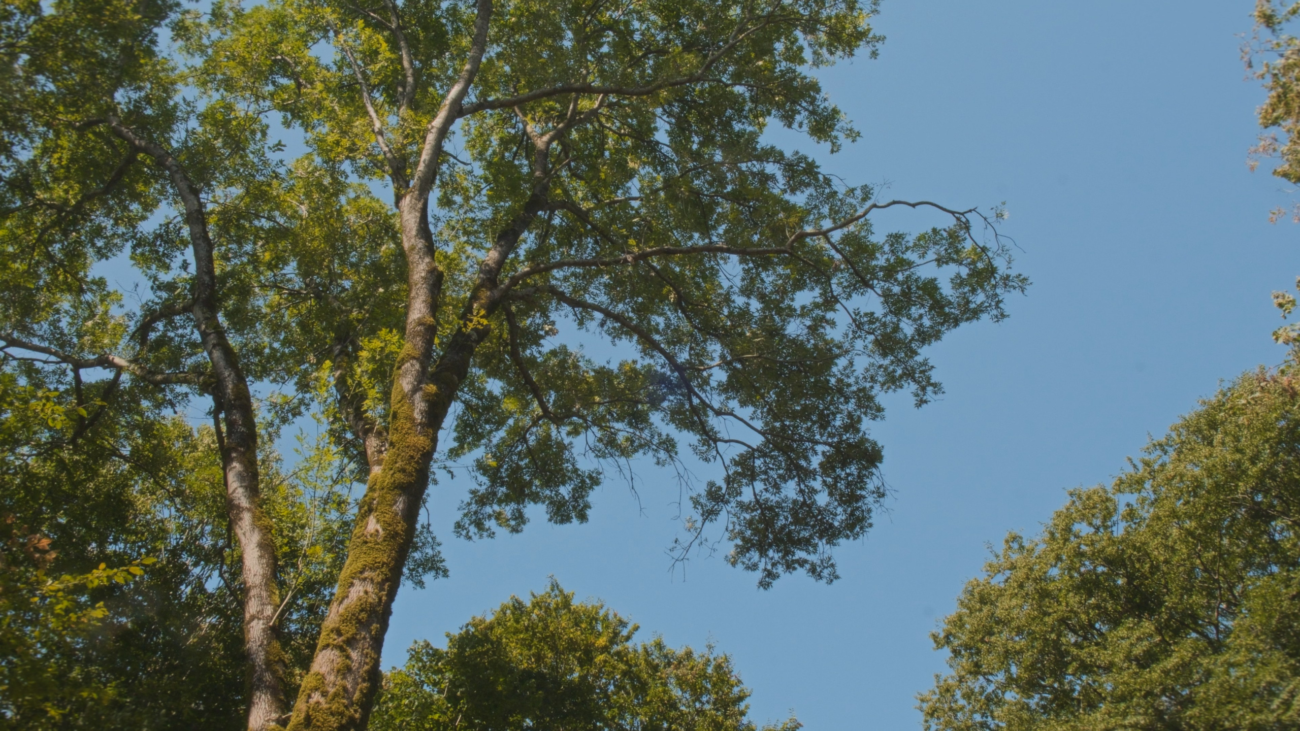 Серая Баба. Абхазия. Главная