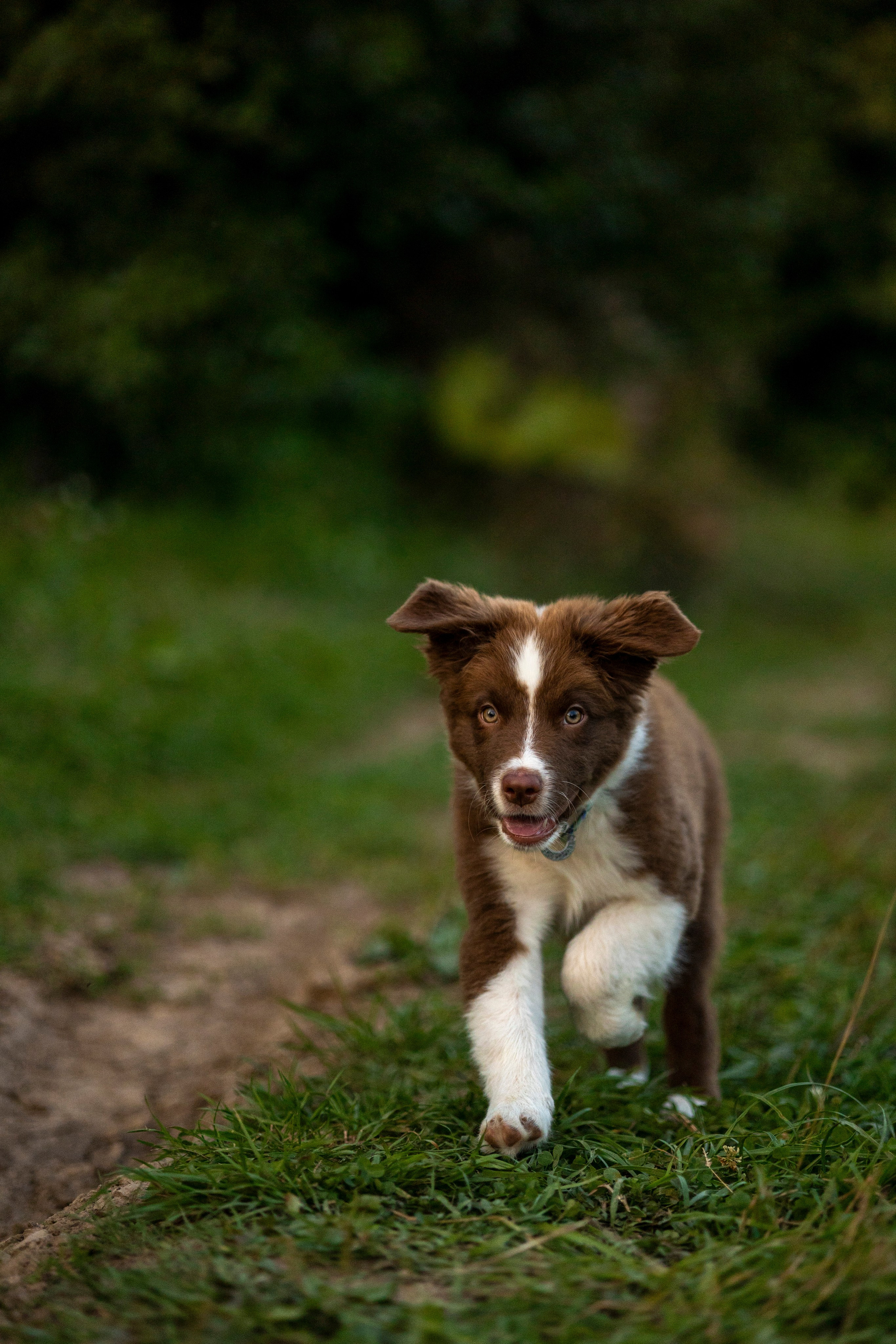 Съемка щенка. Анастасия Белаш