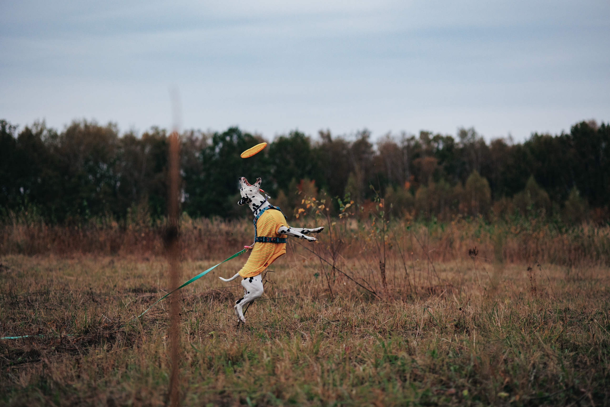 Съемка с собакой. Анастасия Белаш