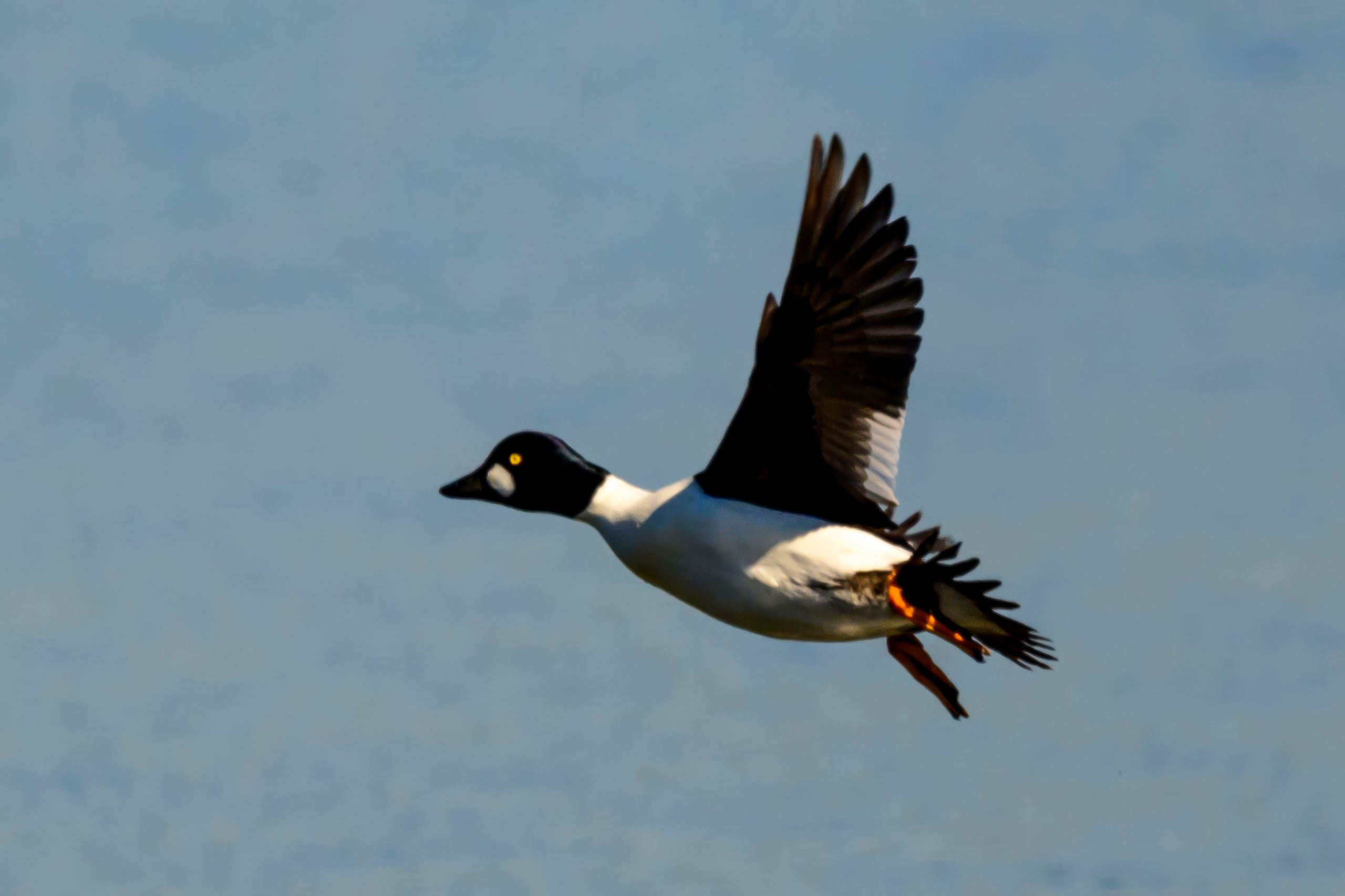 Норка и водоплавь. Фотограф Сергей Пупонин