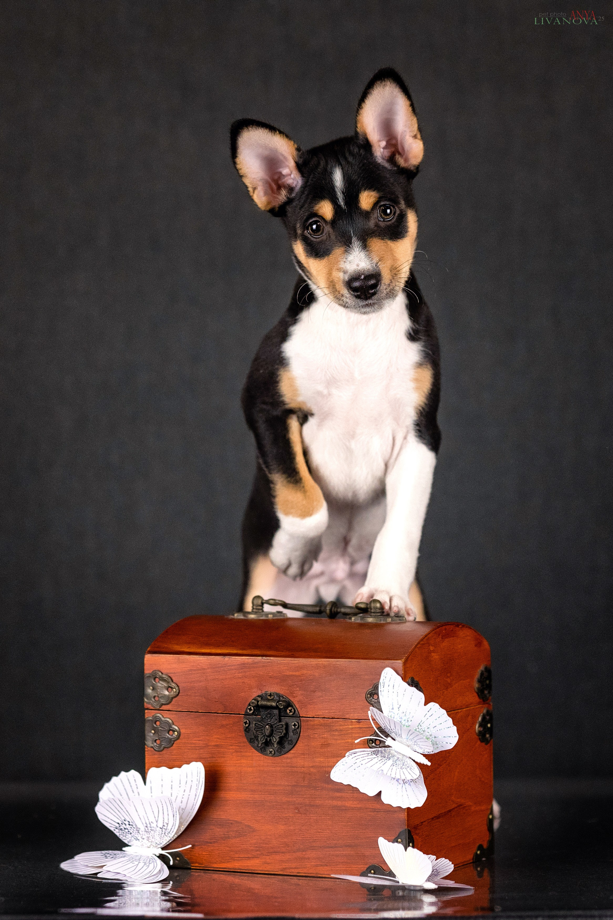Басенджи. Фотограф анималист Аня Ливанова | Рыбинск