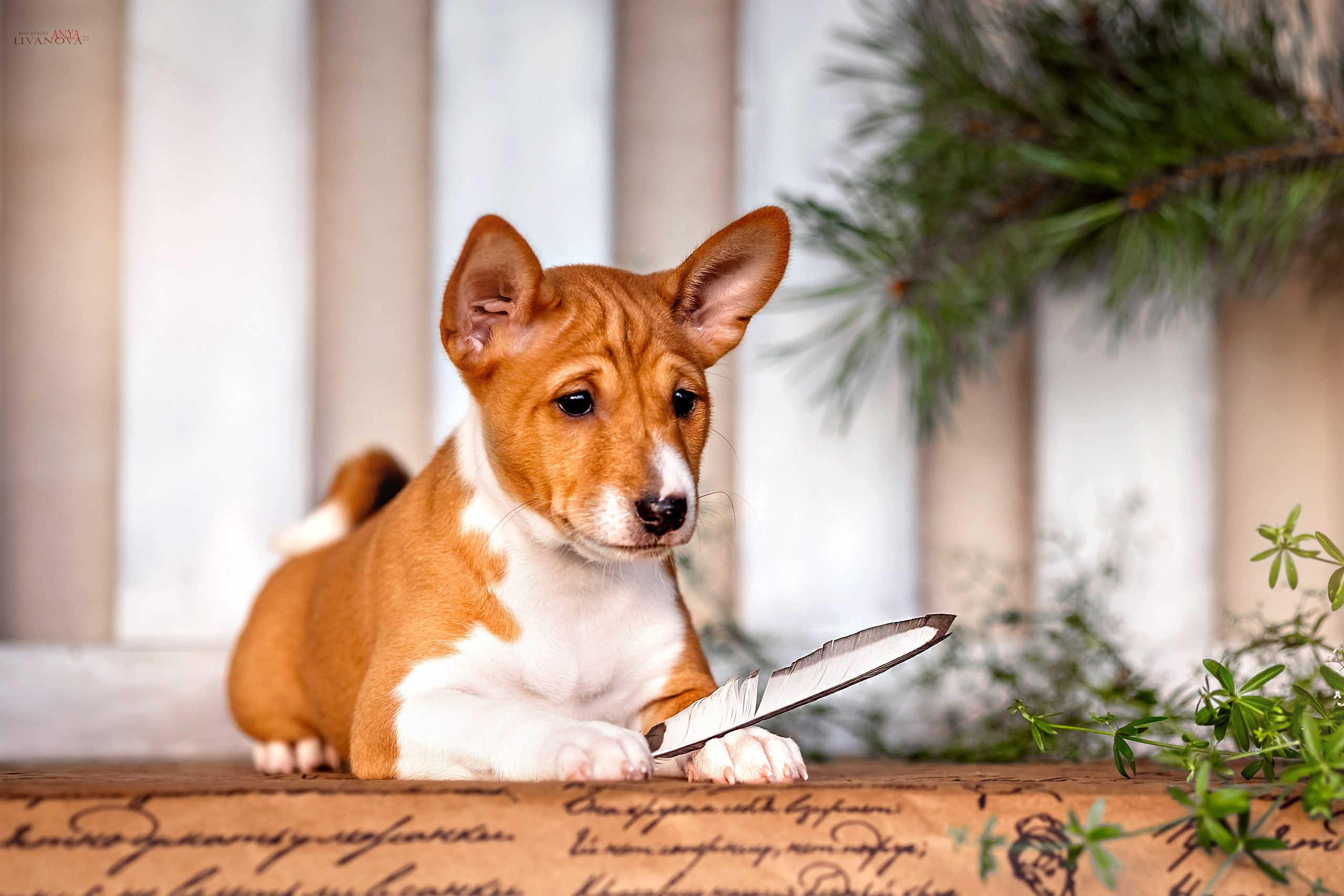 Басенджи. Фотограф анималист Аня Ливанова | Рыбинск