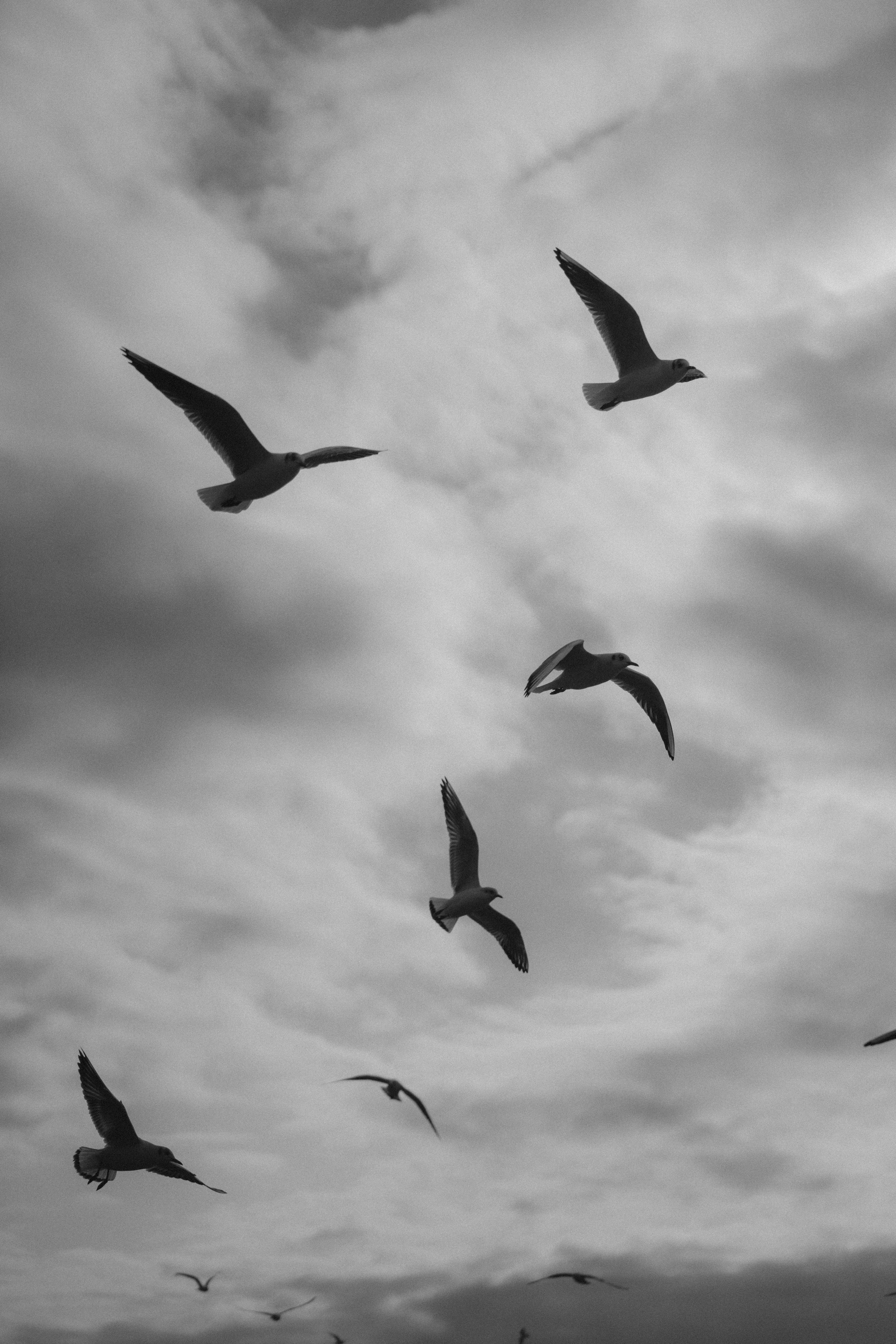 Лена чайки. Дмитриева Светлана женский и семейный фотограф Рига, Москва, Геленджик