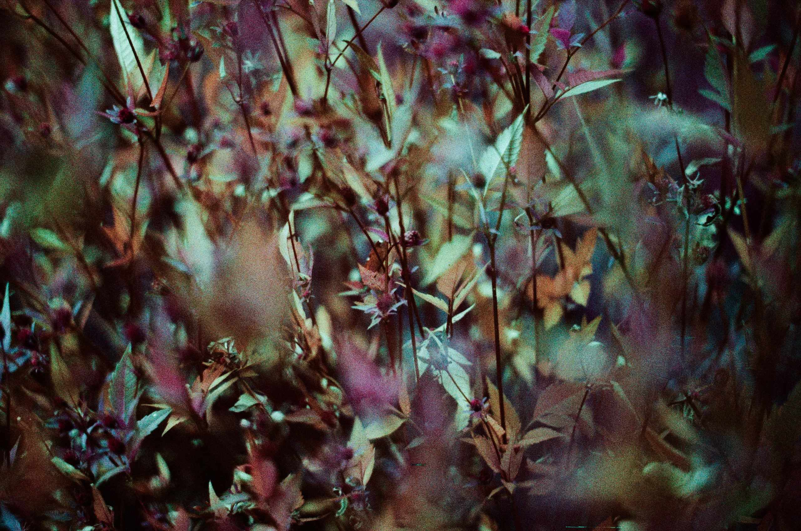 Purple overdose III. EVER EXPOSED