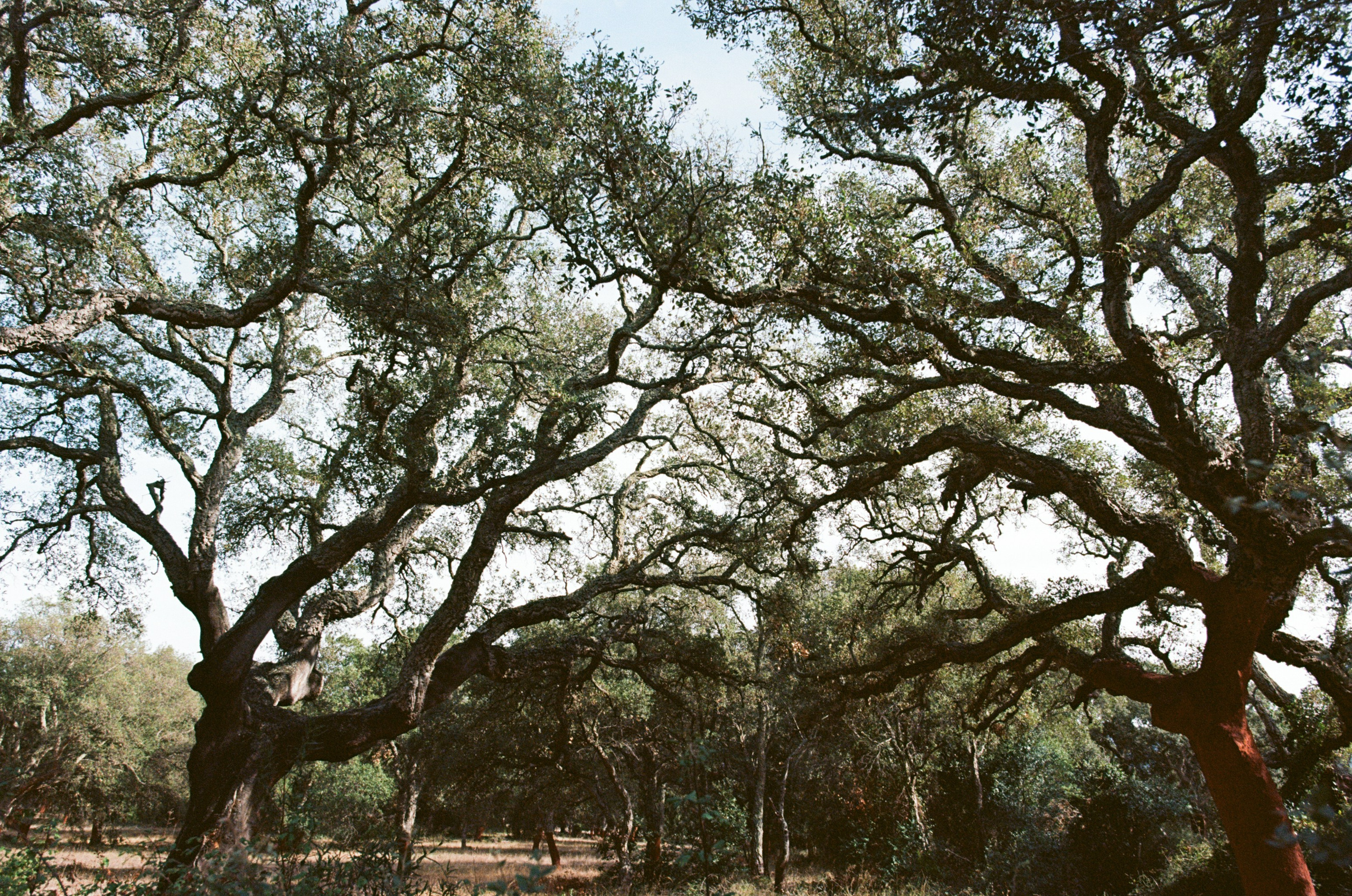 Silence is also an answer // corsica. EVER EXPOSED