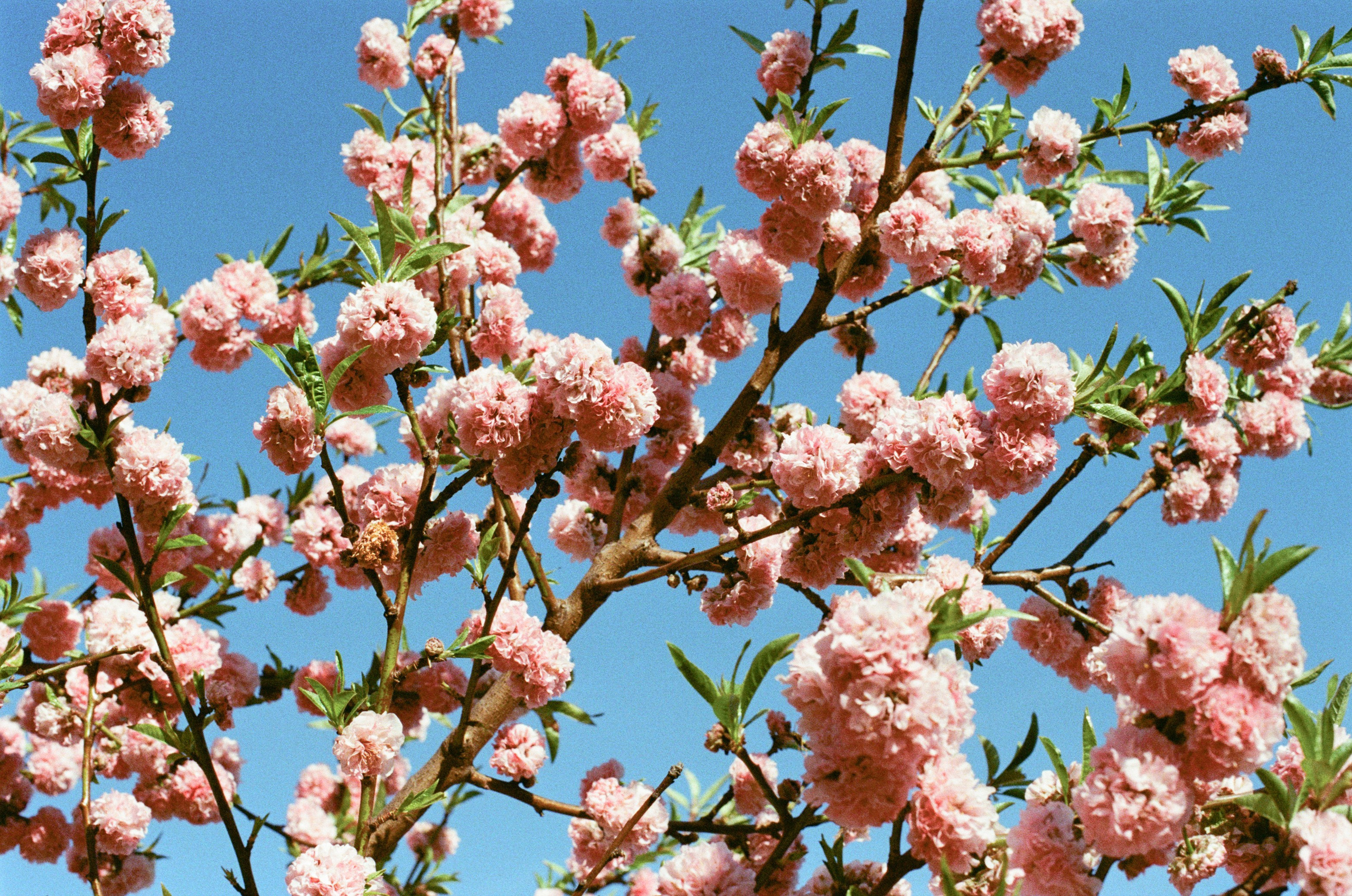 Silver strings // ukraine, crimea IV. EVER EXPOSED