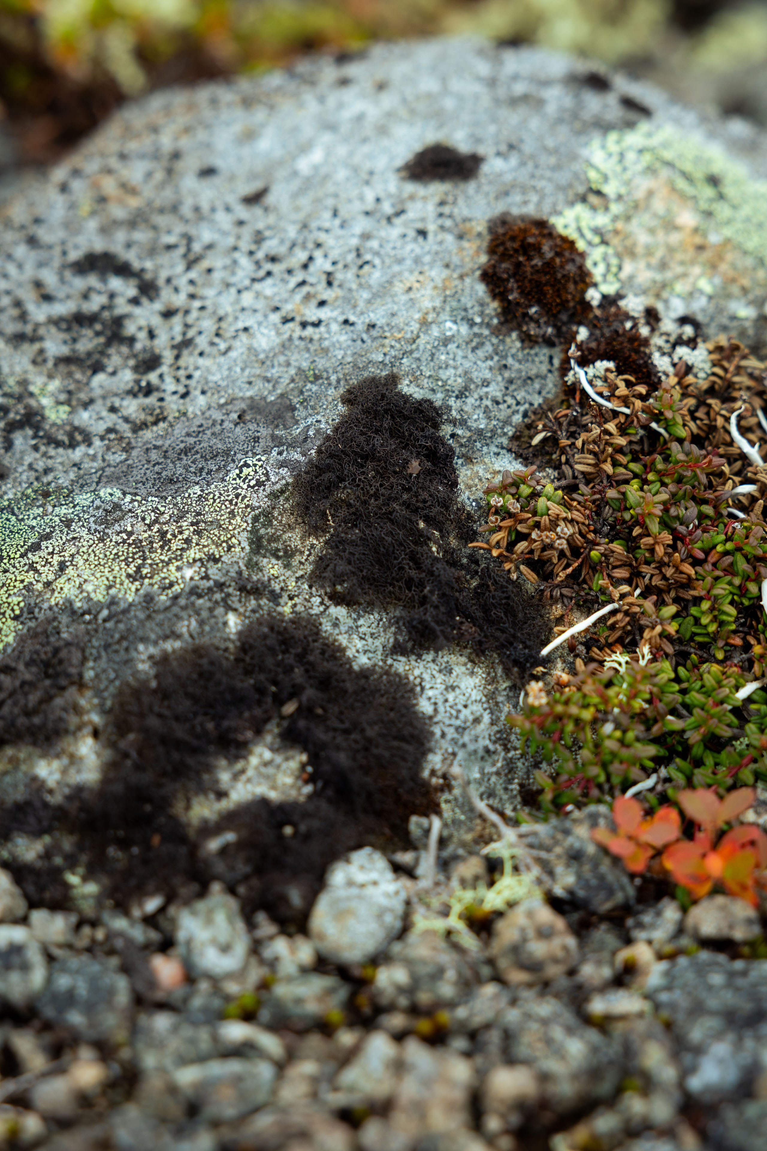 Кольский (осень 2025). Фотограф Виноградов Константин