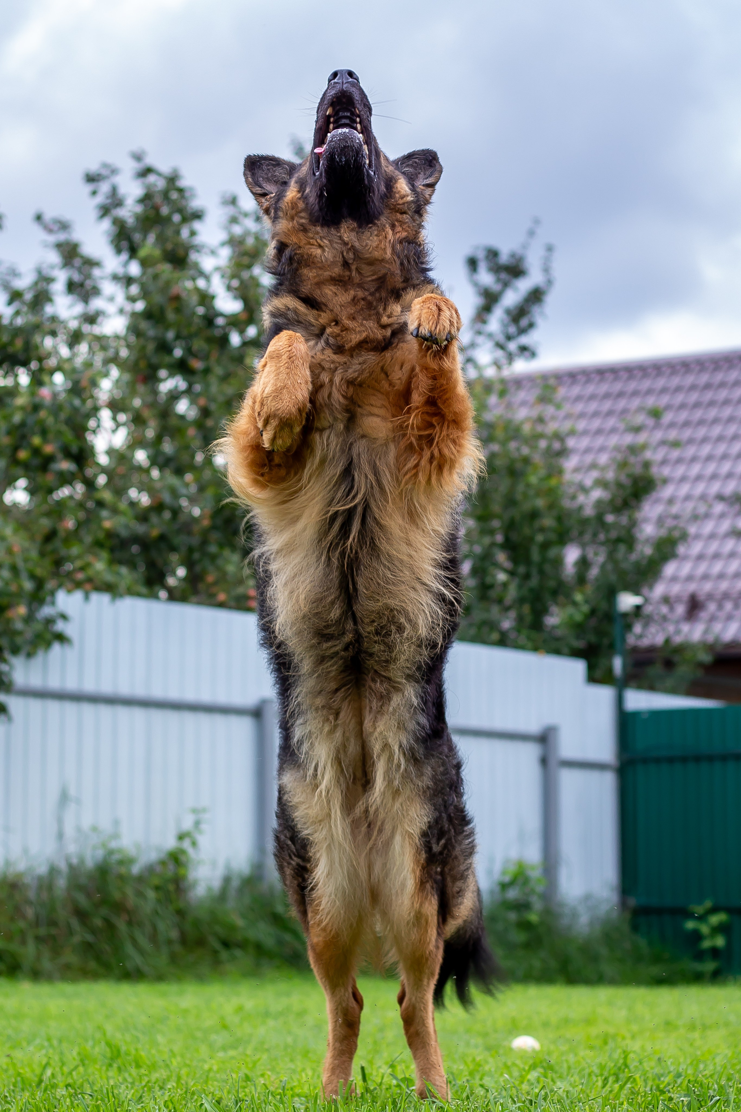 Собачья жизнь — Зоогостиница «Счастливые мечтатели». Фотограф • Орехово-Зуево • Балашиха • TEFO