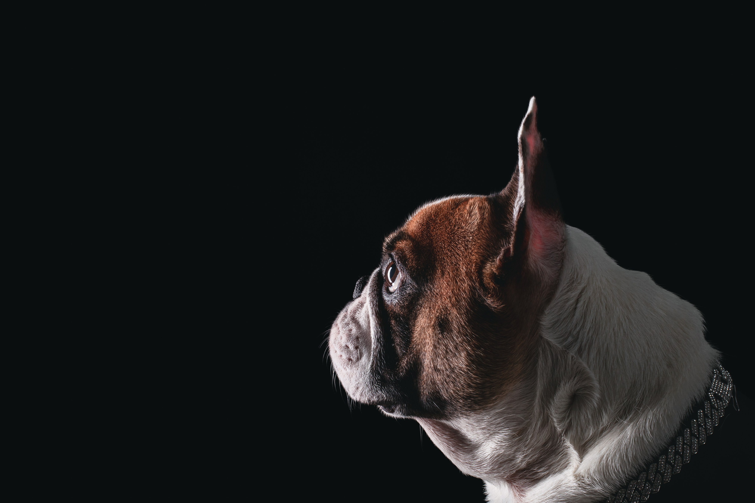 Студийная фотосессия с цветным светом. Фотограф-анималист Татьяна Степанова