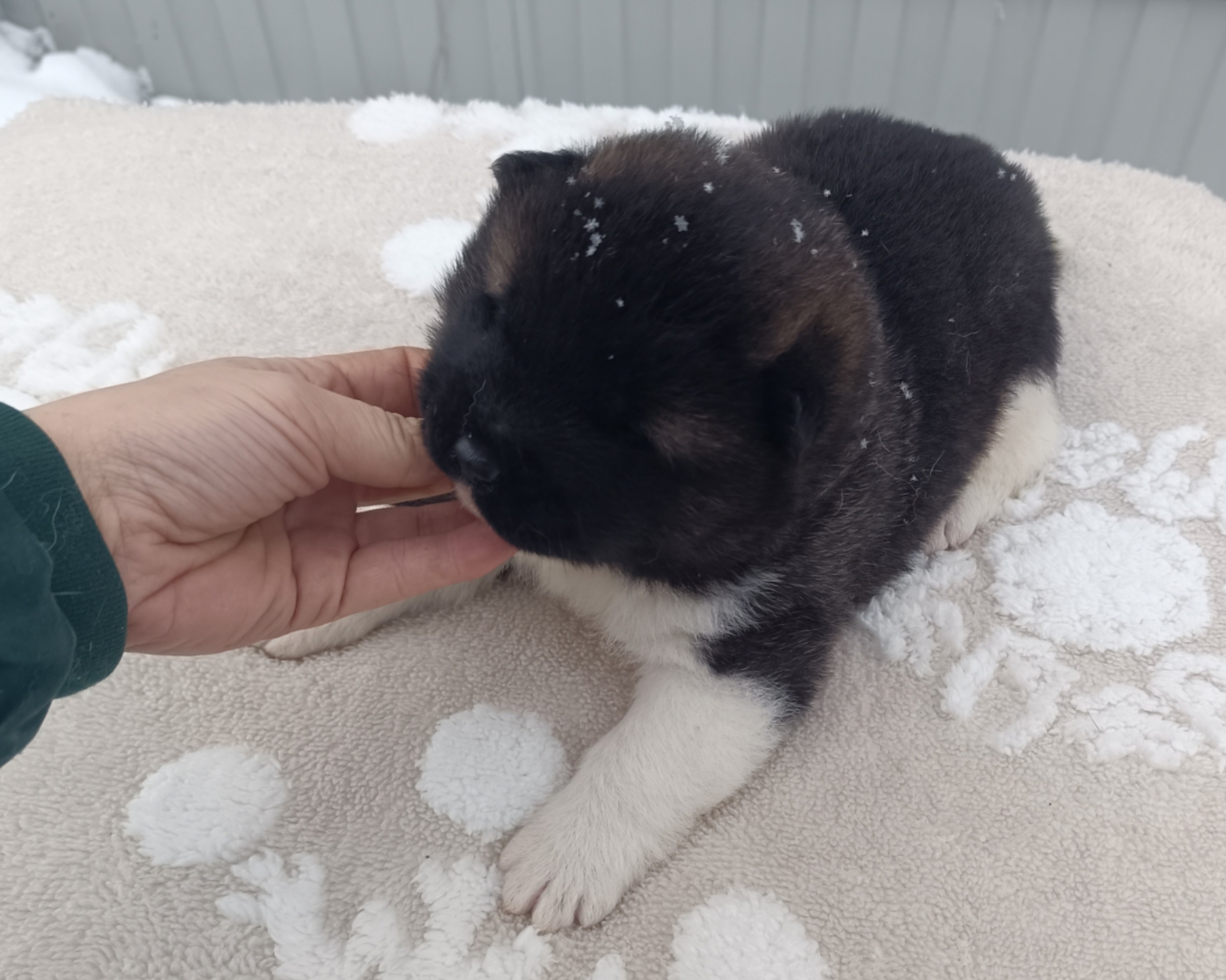 Американская акита  щенки питомник Санкт-Петербург клубные щенки Американская акита питомник RUBYLIGHT Рубилайт купить щенка американской акиты