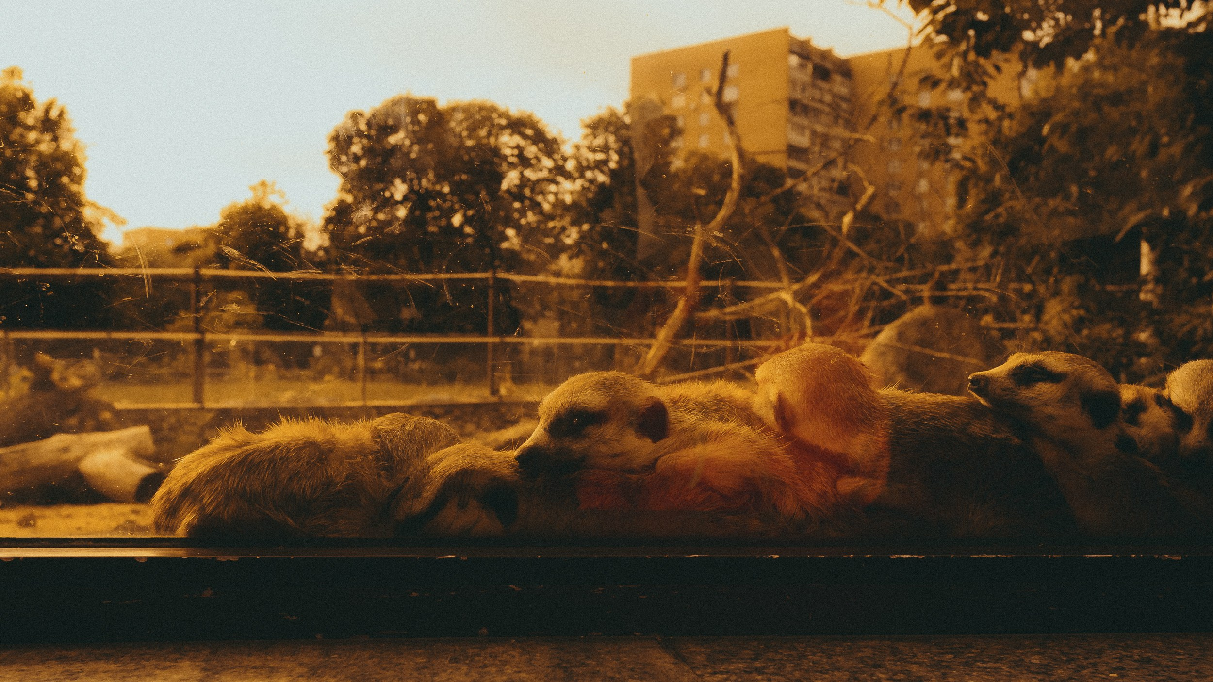 Зоопарк '22. Фёдор Малюгин. Ваш бади в визуале