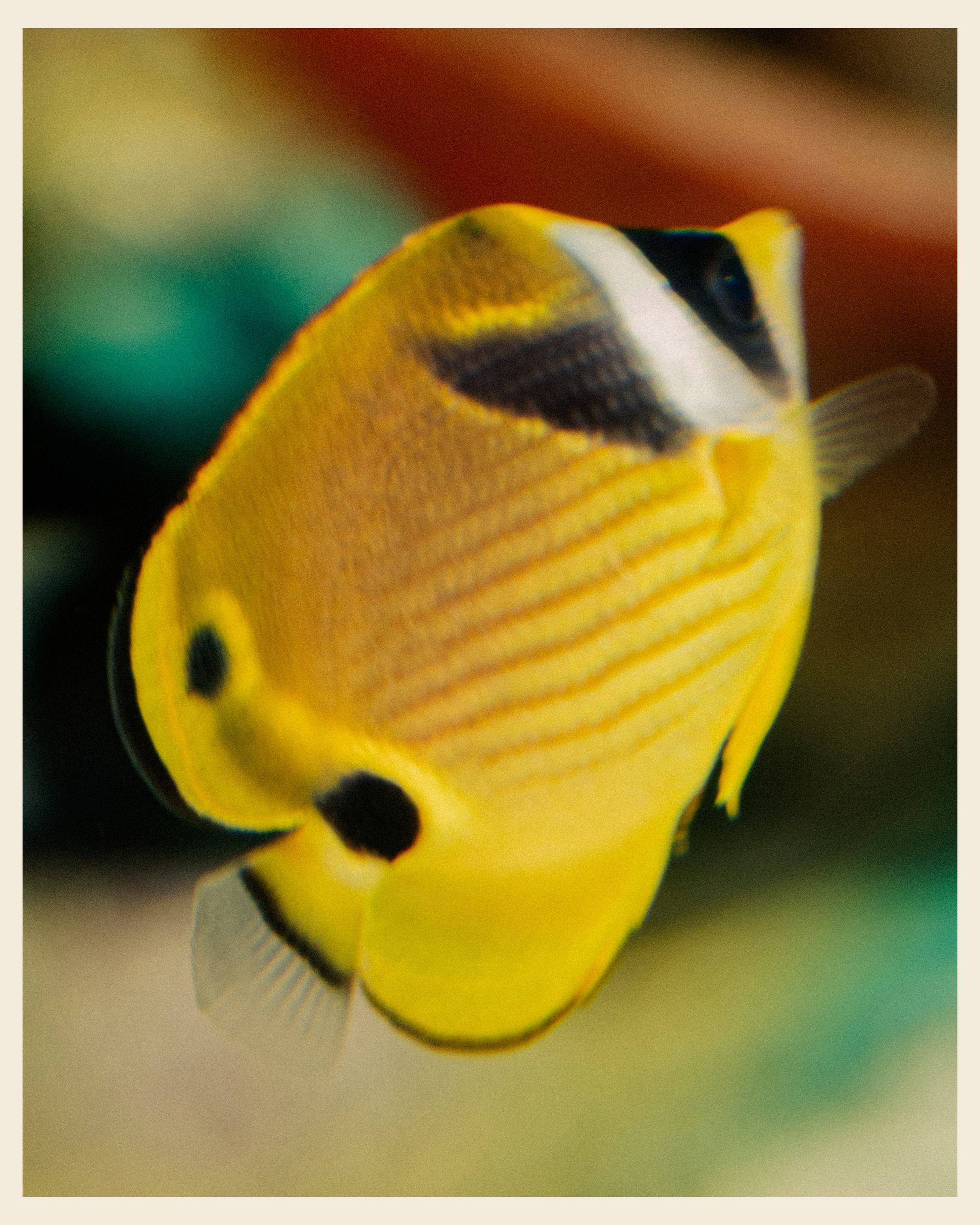 AILAND x VANO. Ivan Petrov photographer