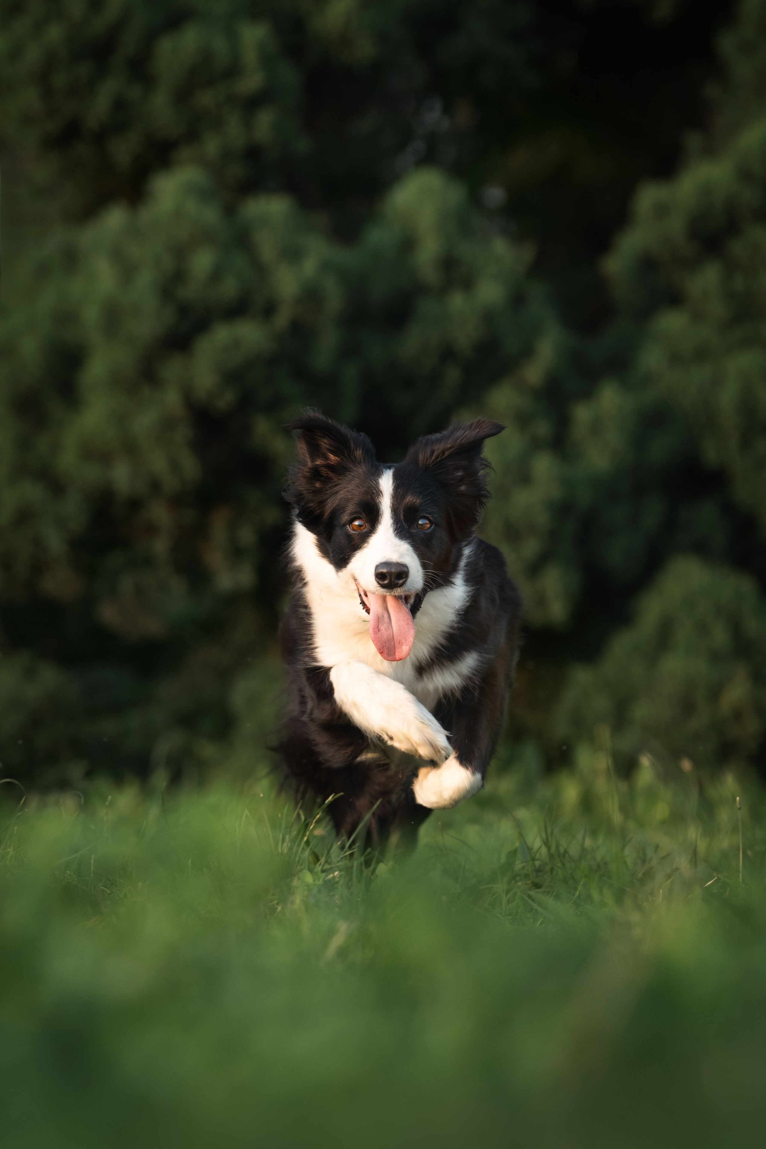 Белград, Калемегдан. Таня и Шегги. Фотограф анималист