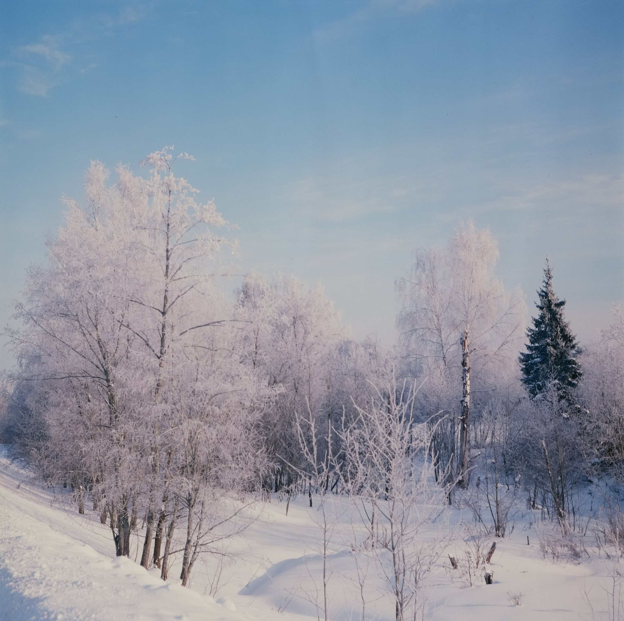 Koniflex — Fujichrome ASTIA 100 (at ISO 50) — Лукино, морозное утро