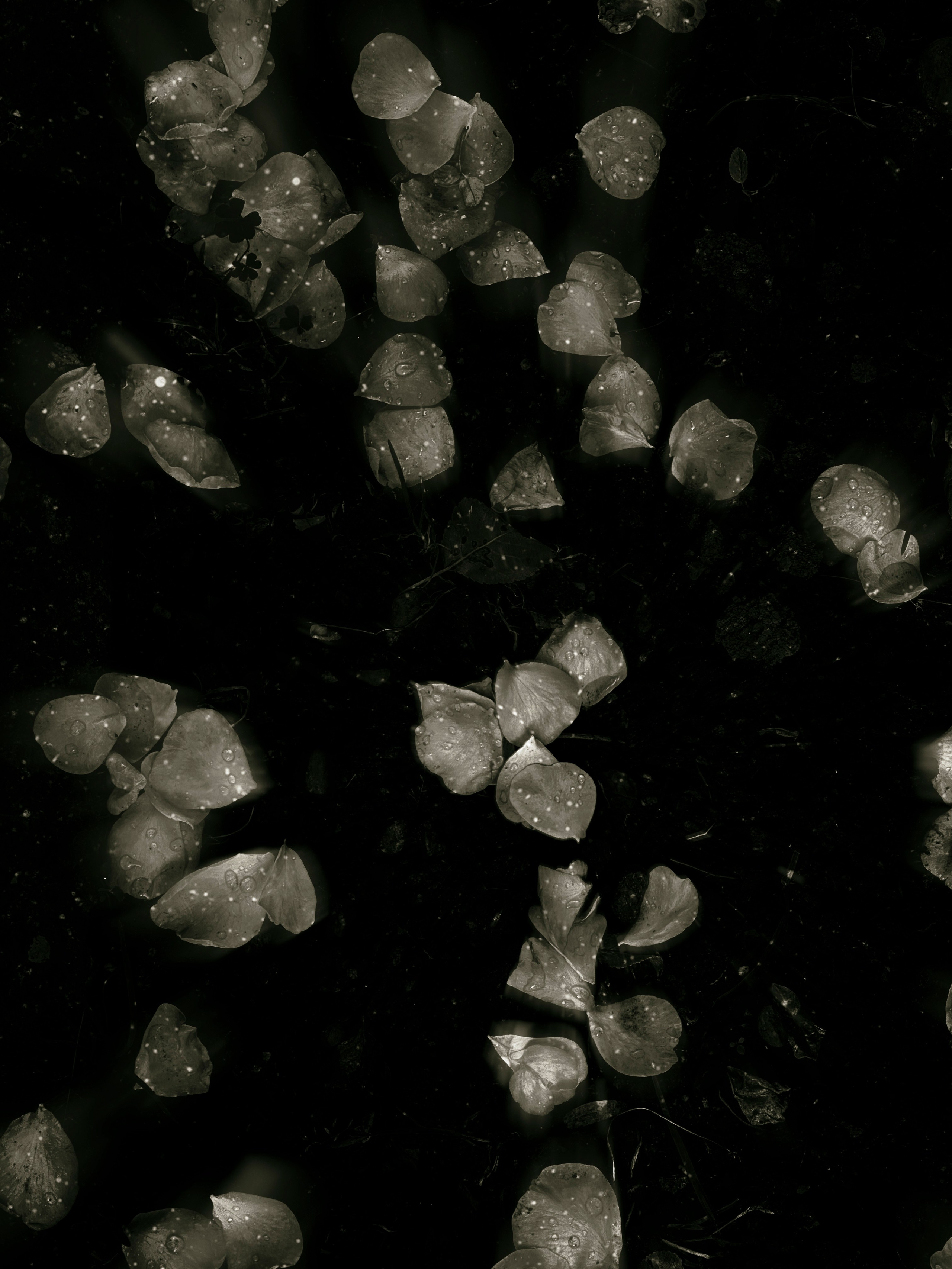 Flowers. Visual artist