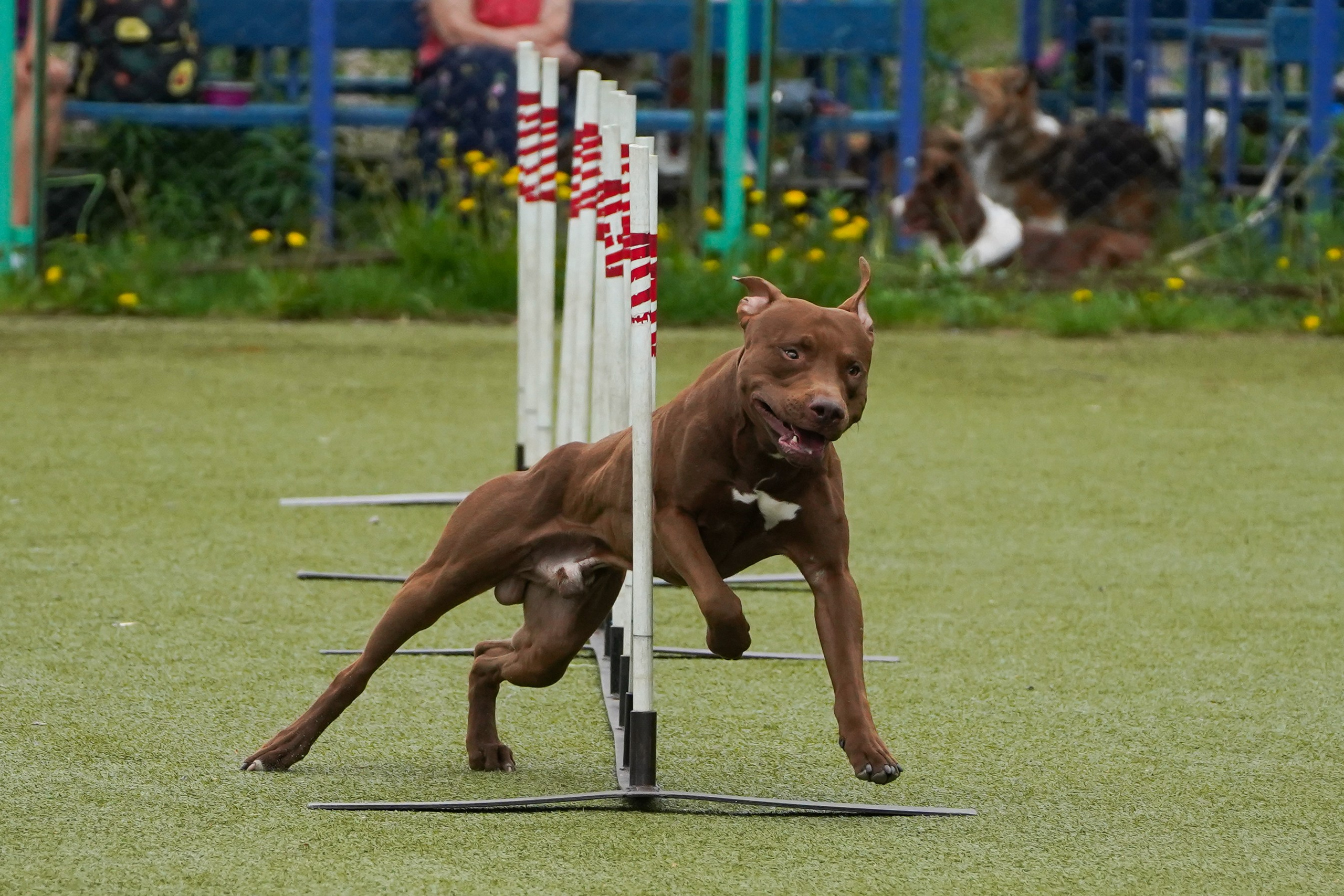 Аджилити 25.05.24, Санкт-Петербург. Фотограф-анималист Анастасия Большакова