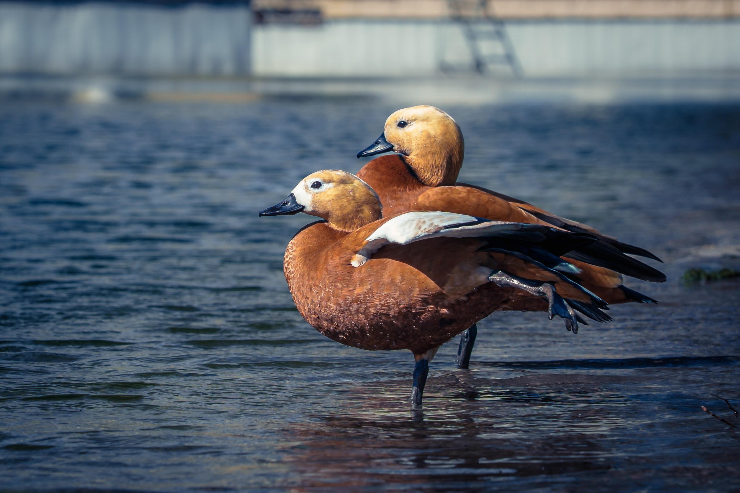 Фото-прогулка. Пенкин Александр