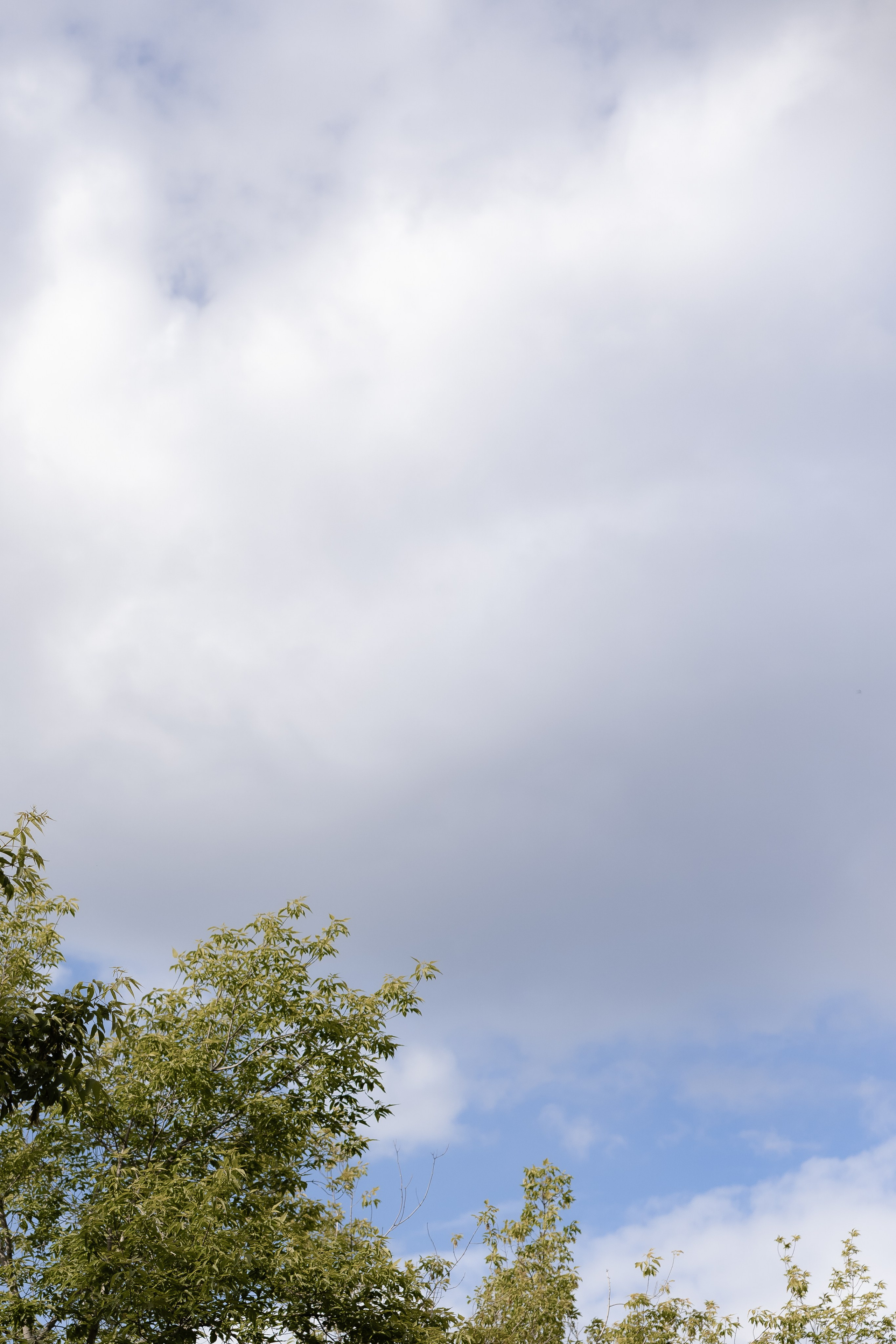 Вероника и Никита. Свадебный и семейный фотограф в Челябинске. Аврамец Анна