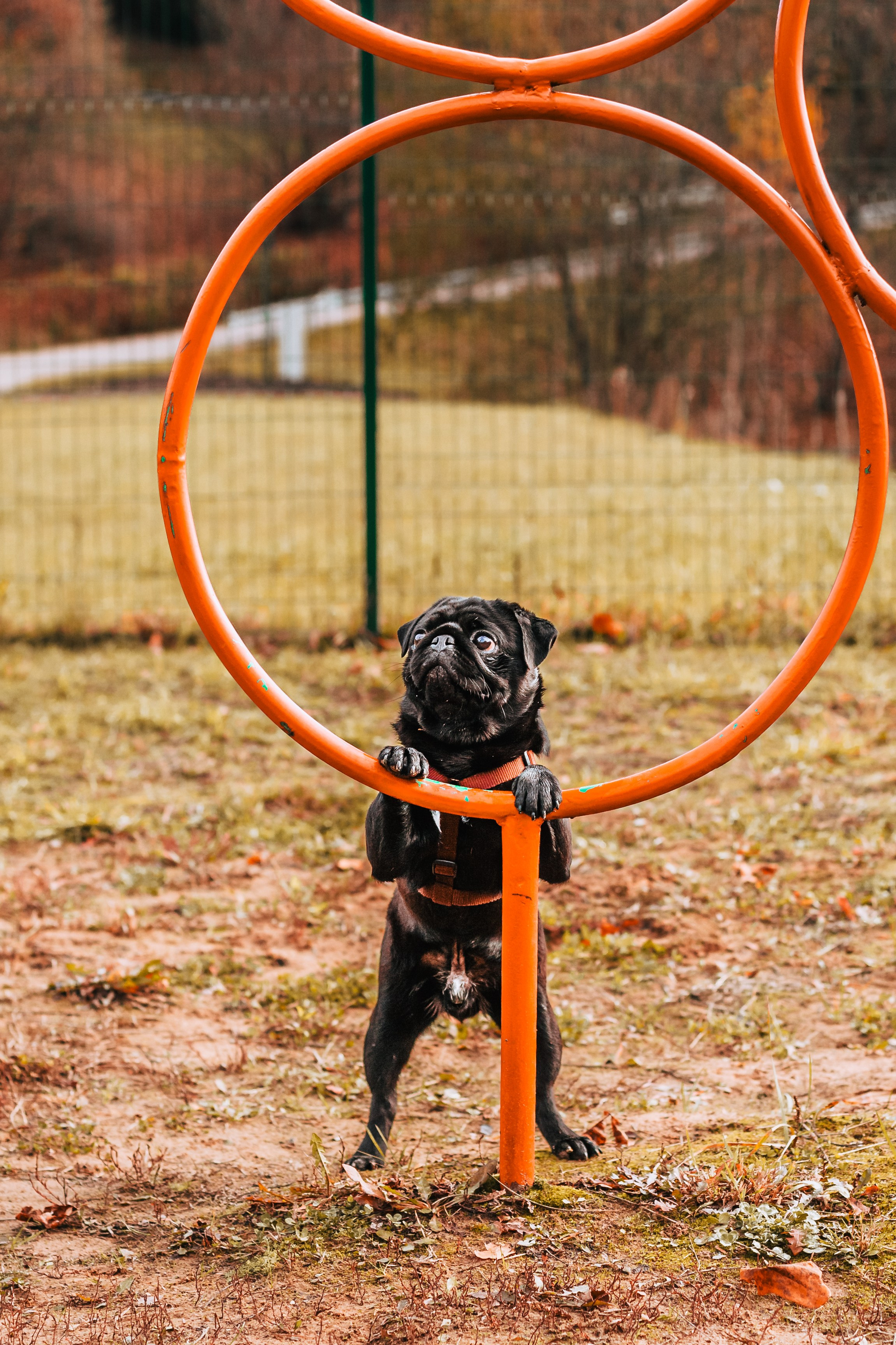 Оля, Харви, Луис. Фотограф-анималист Татьяна Степанова