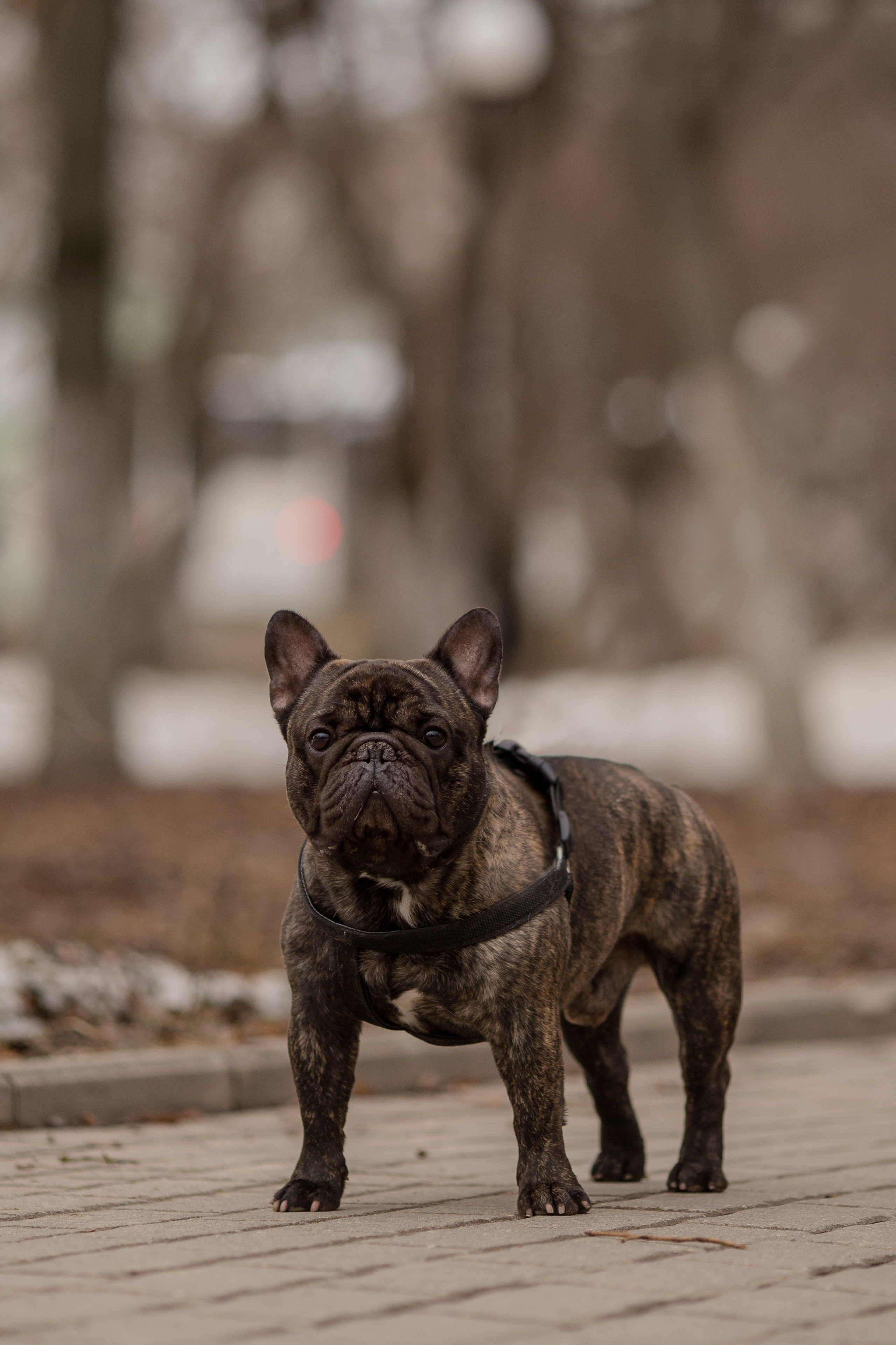 Фото французского бульдога