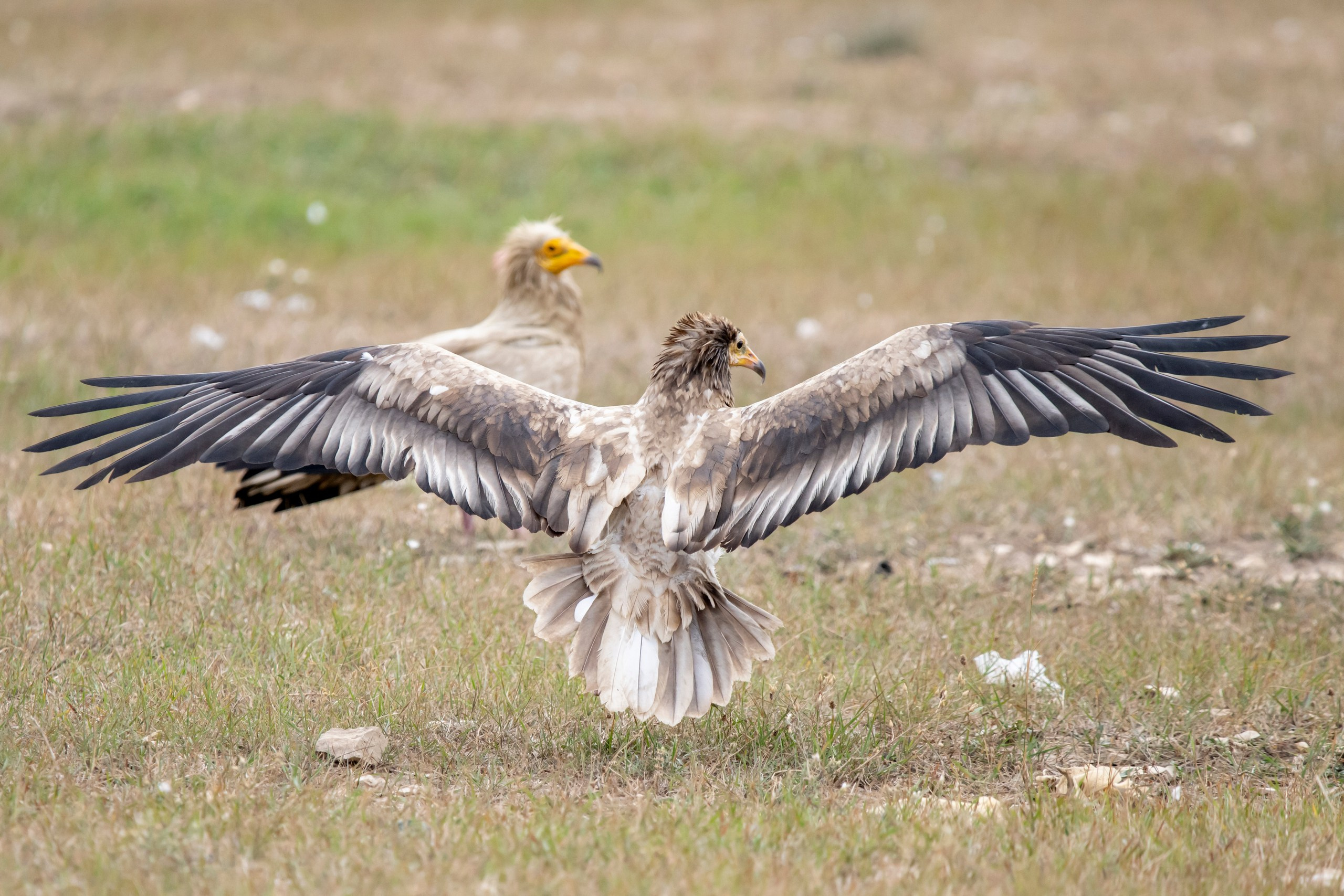 Природа Дагестана, сентябрь 2024. Foto-Zuev фотография как искусство