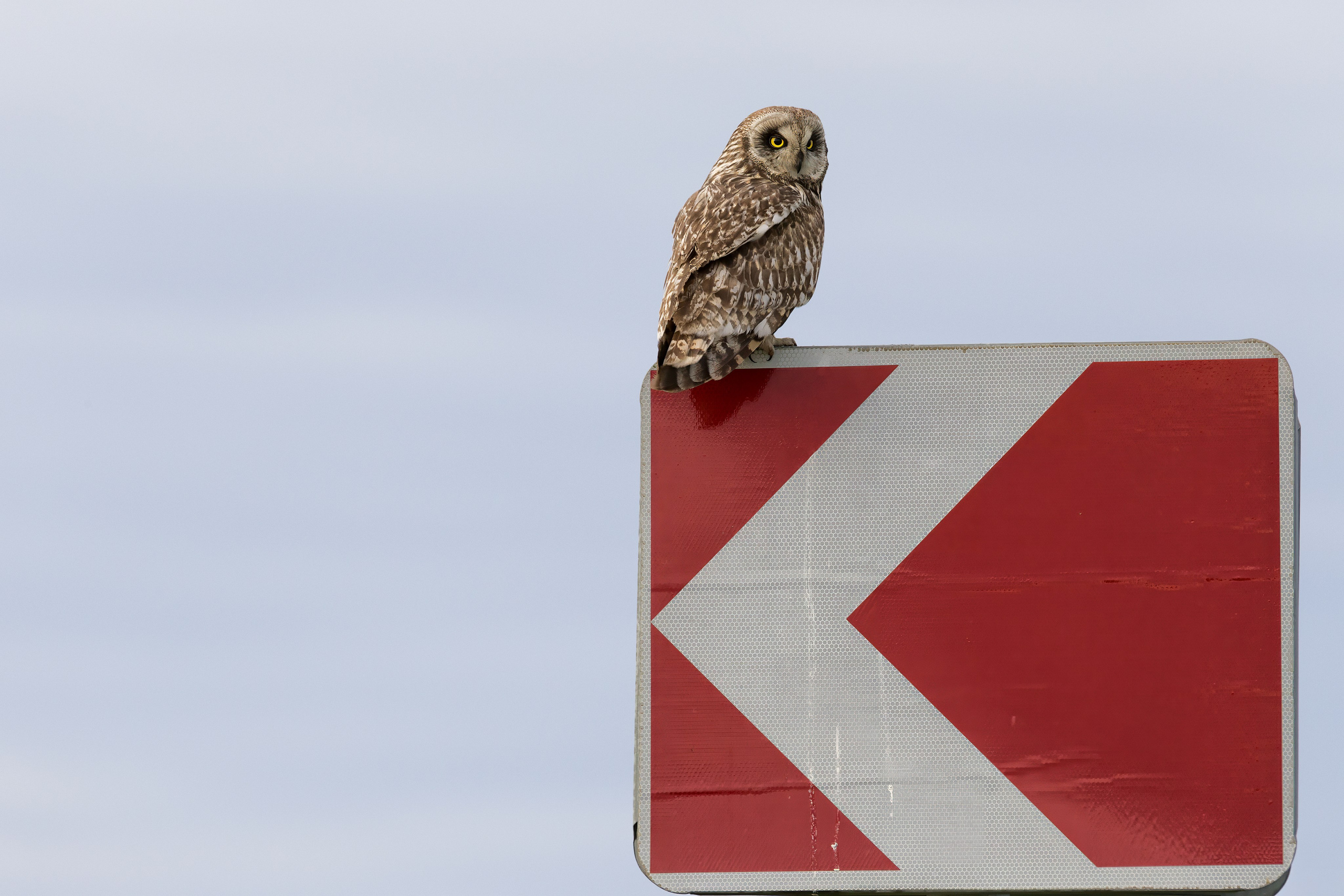 Болотная сова. Photomantis