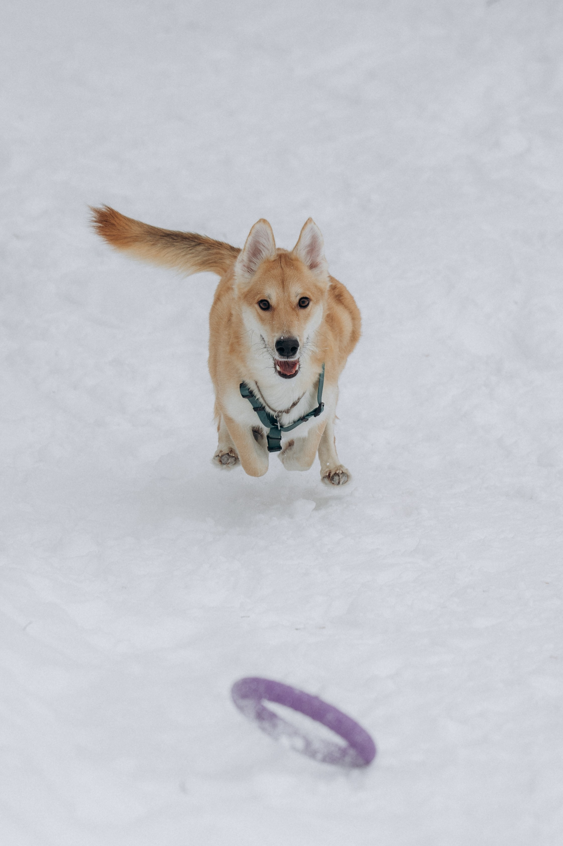 Прогулка на озере зимой. Фотограф анималист в Казани Алина Сулейманова. Фотограф животных