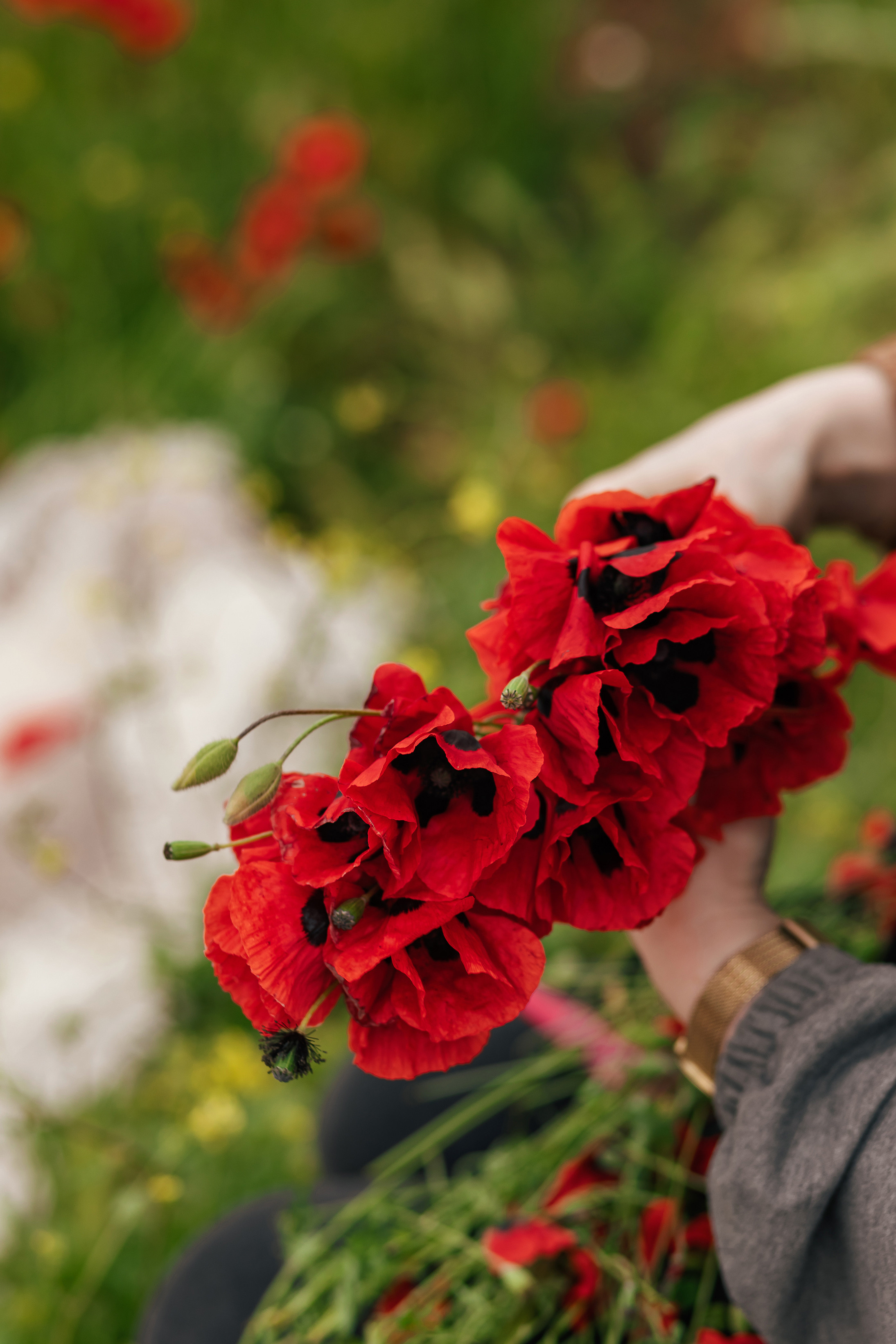 Марьям в маковом поле. Свадебный и семейный фотограф в Каспийске Алёна Нурмагомедова
