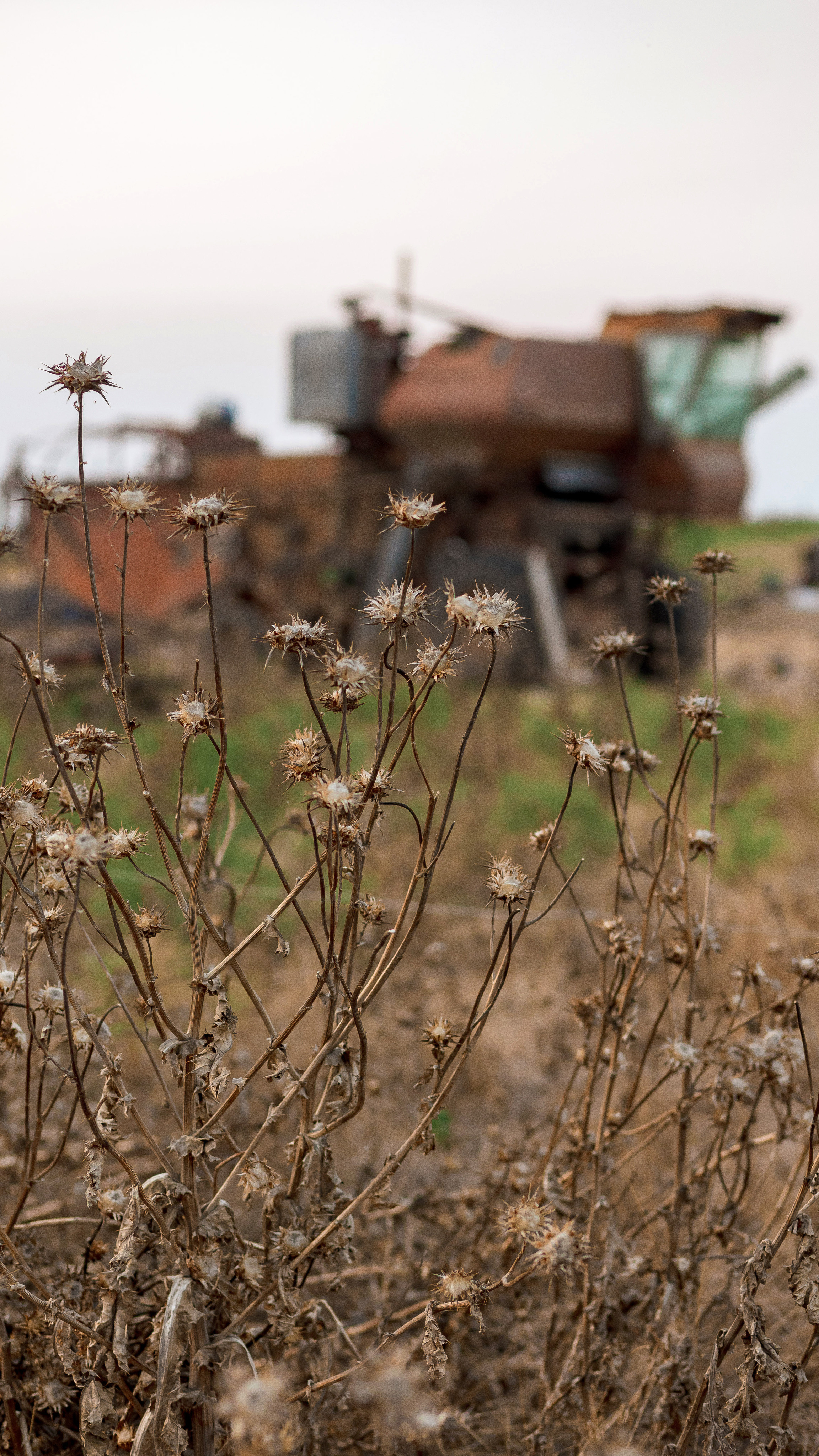 Наргиз в селе. Свадебный и семейный фотограф в Каспийске Алёна Нурмагомедова