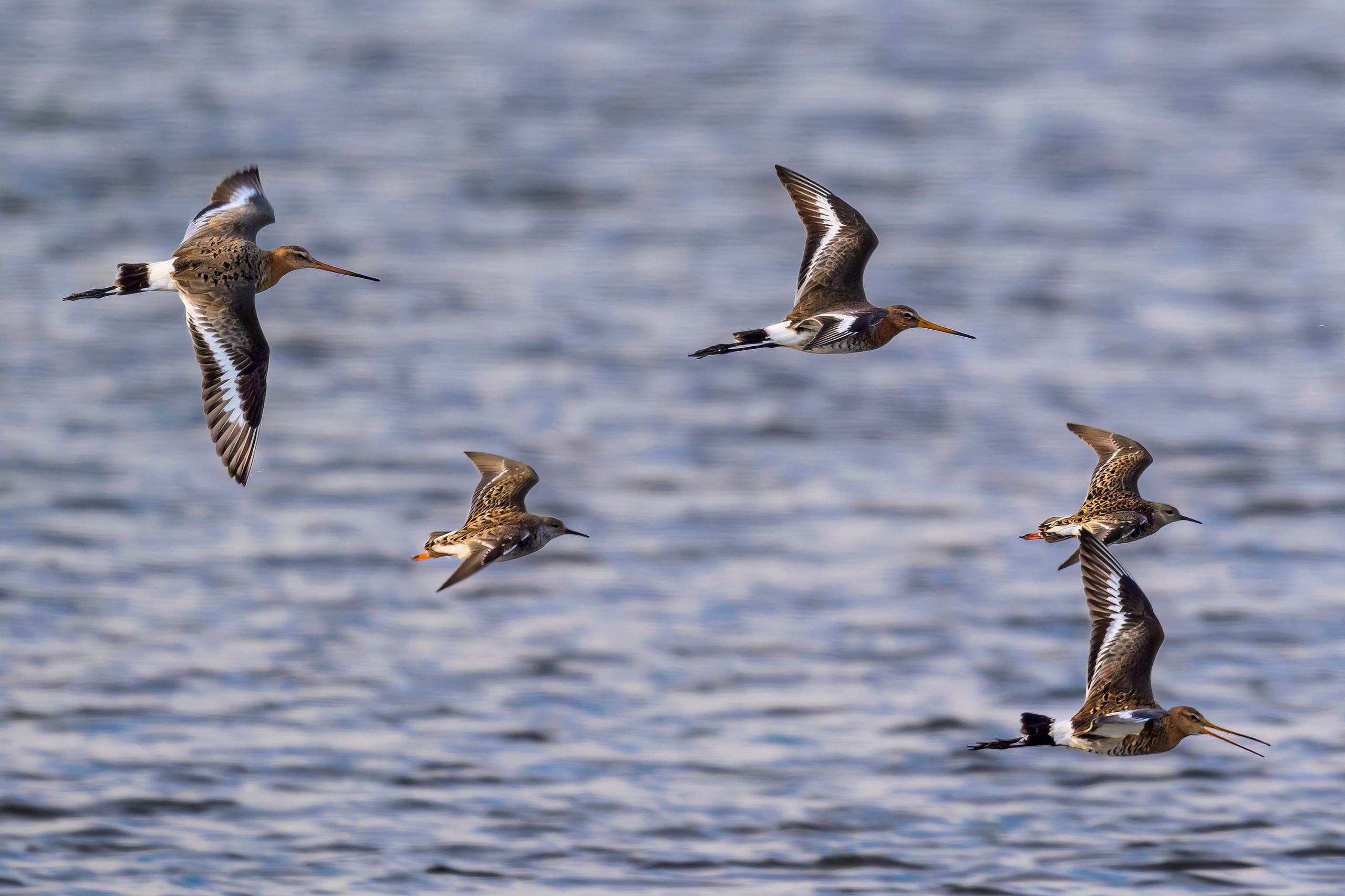 Веретенник. Фотограф Сергей Пупонин