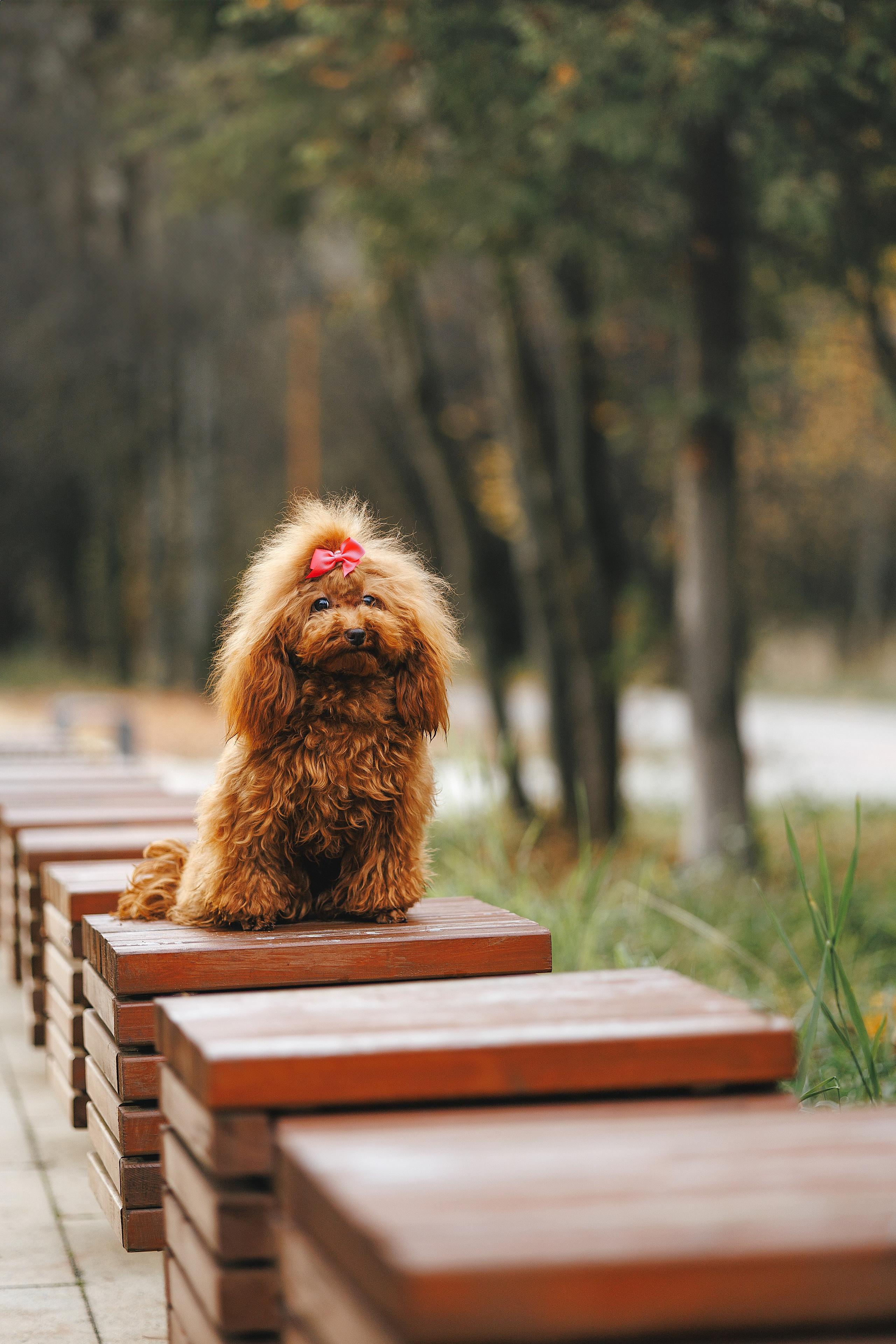 Прогулка в Кусково (в обработке). Фотограф Анималист в Москве Анастасия Жучкова