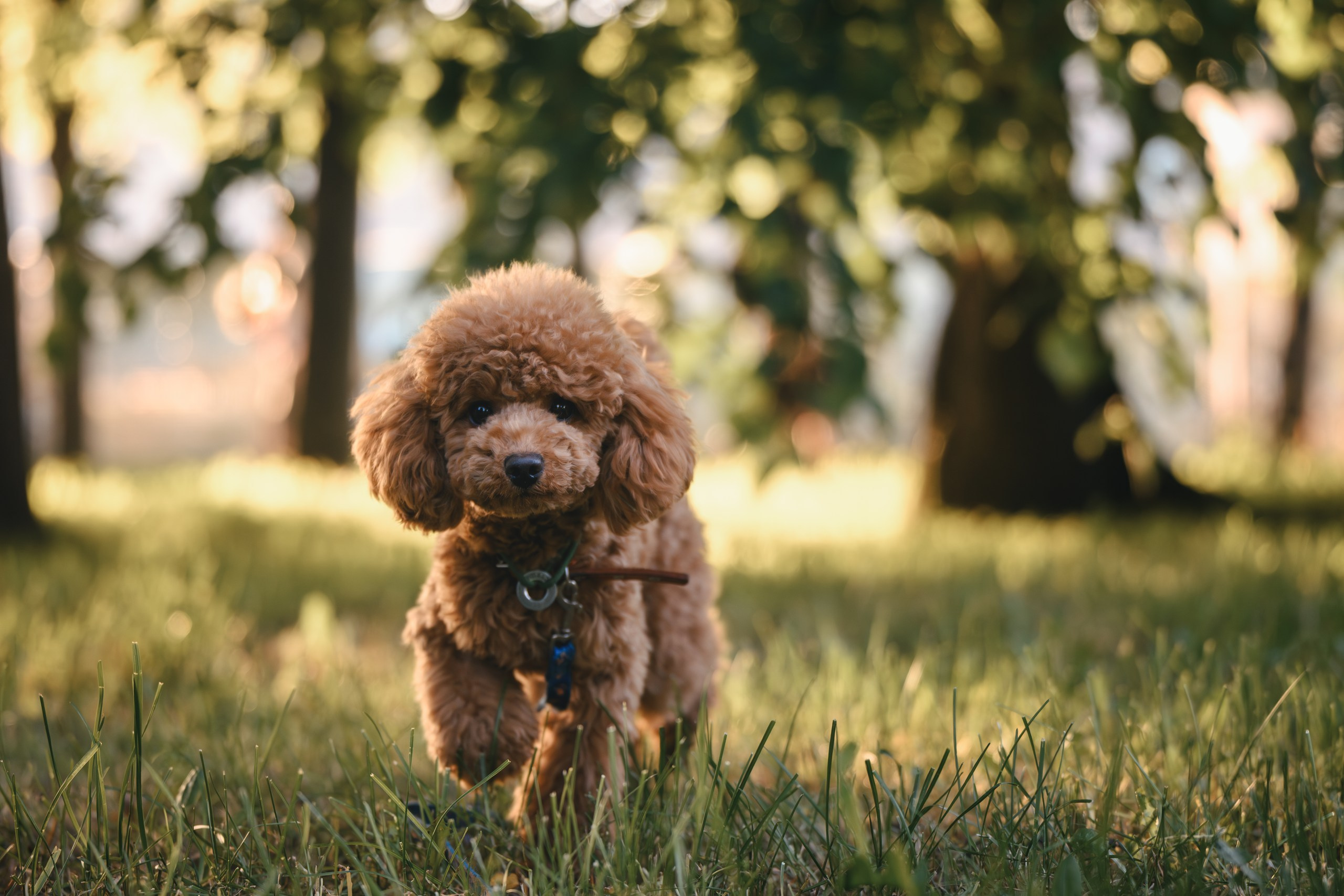 Юля с пуделем. Фотограф Анималист в Москве Анастасия Жучкова