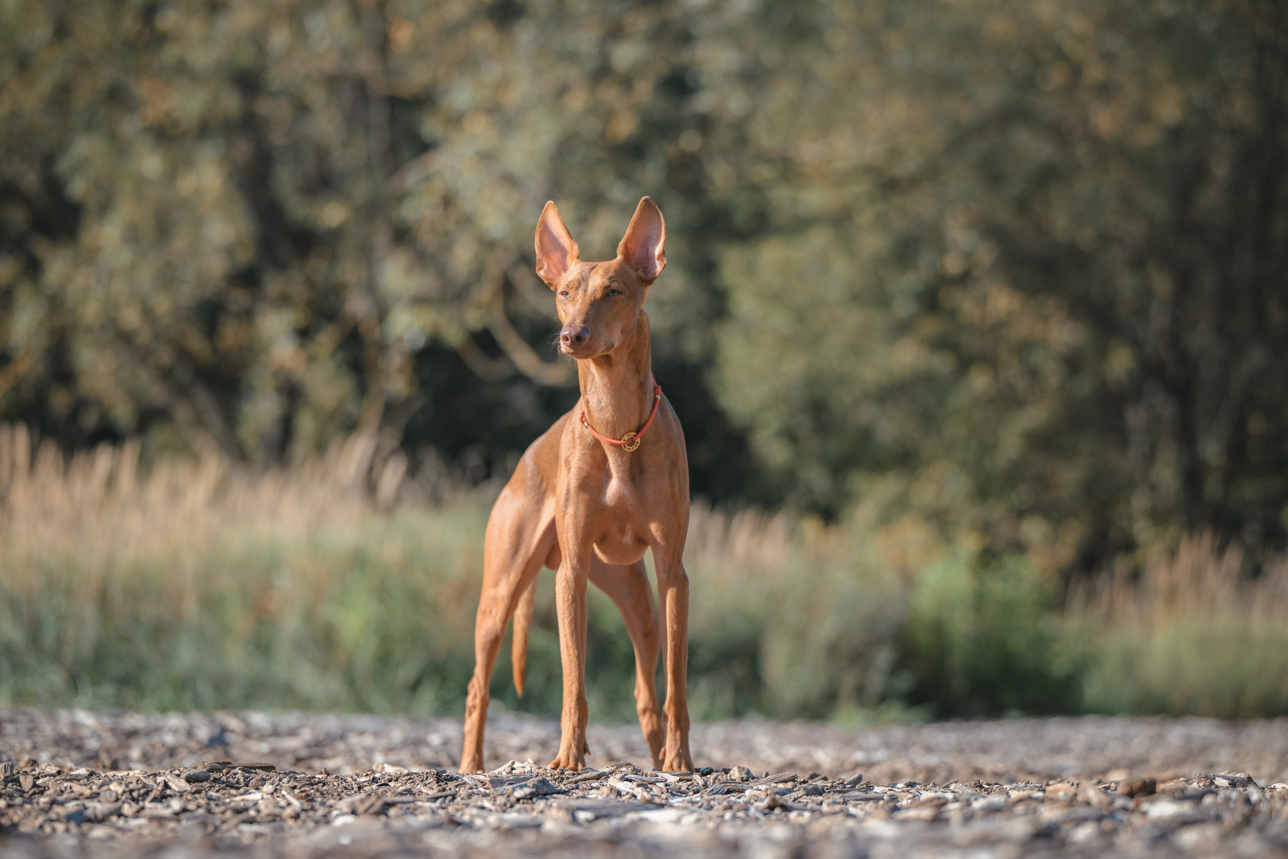 Чирнеко. Лесная прогулка. Фотограф Анималист в Москве Анастасия Жучкова