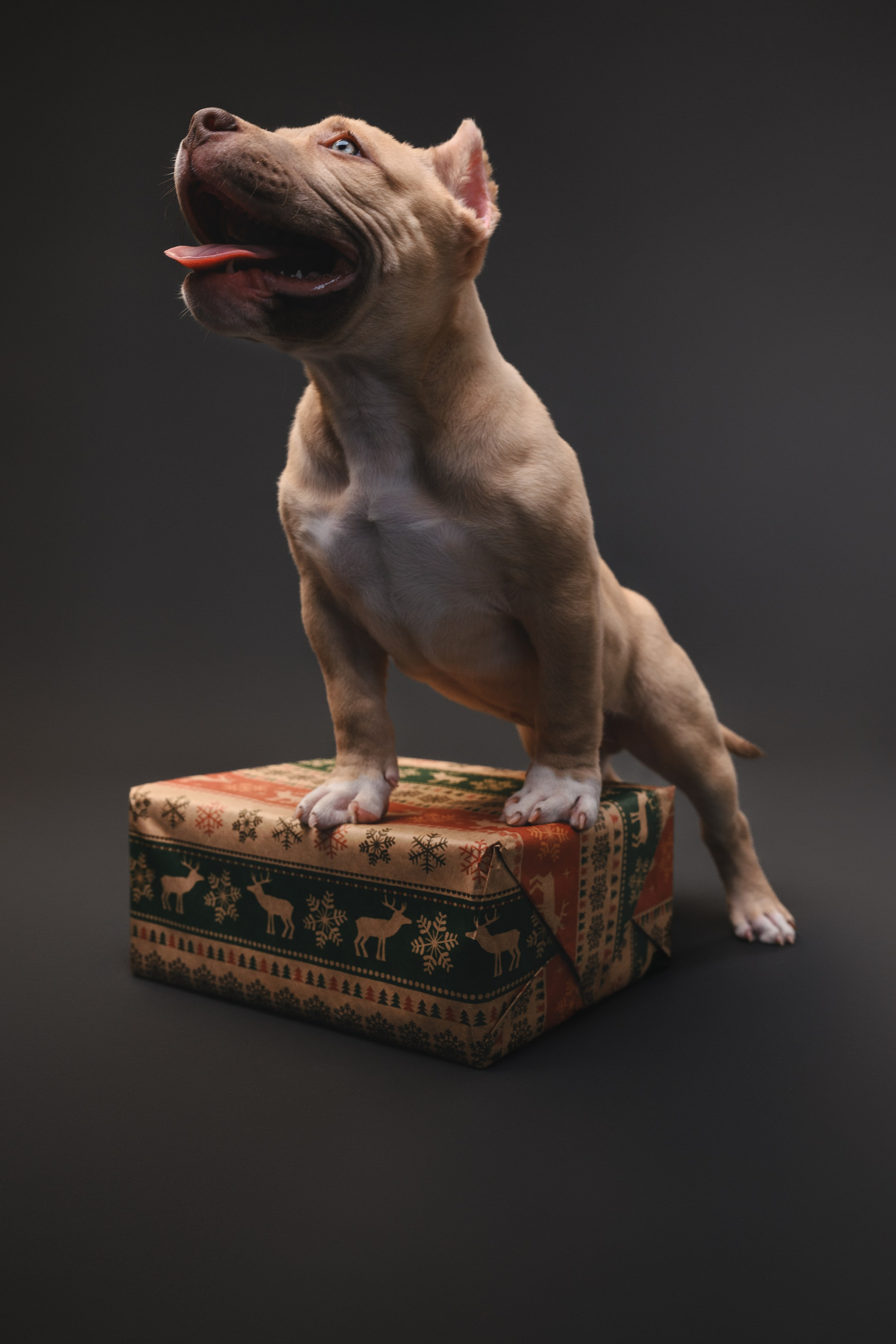 Булли. Фотограф Анималист в Москве Анастасия Жучкова