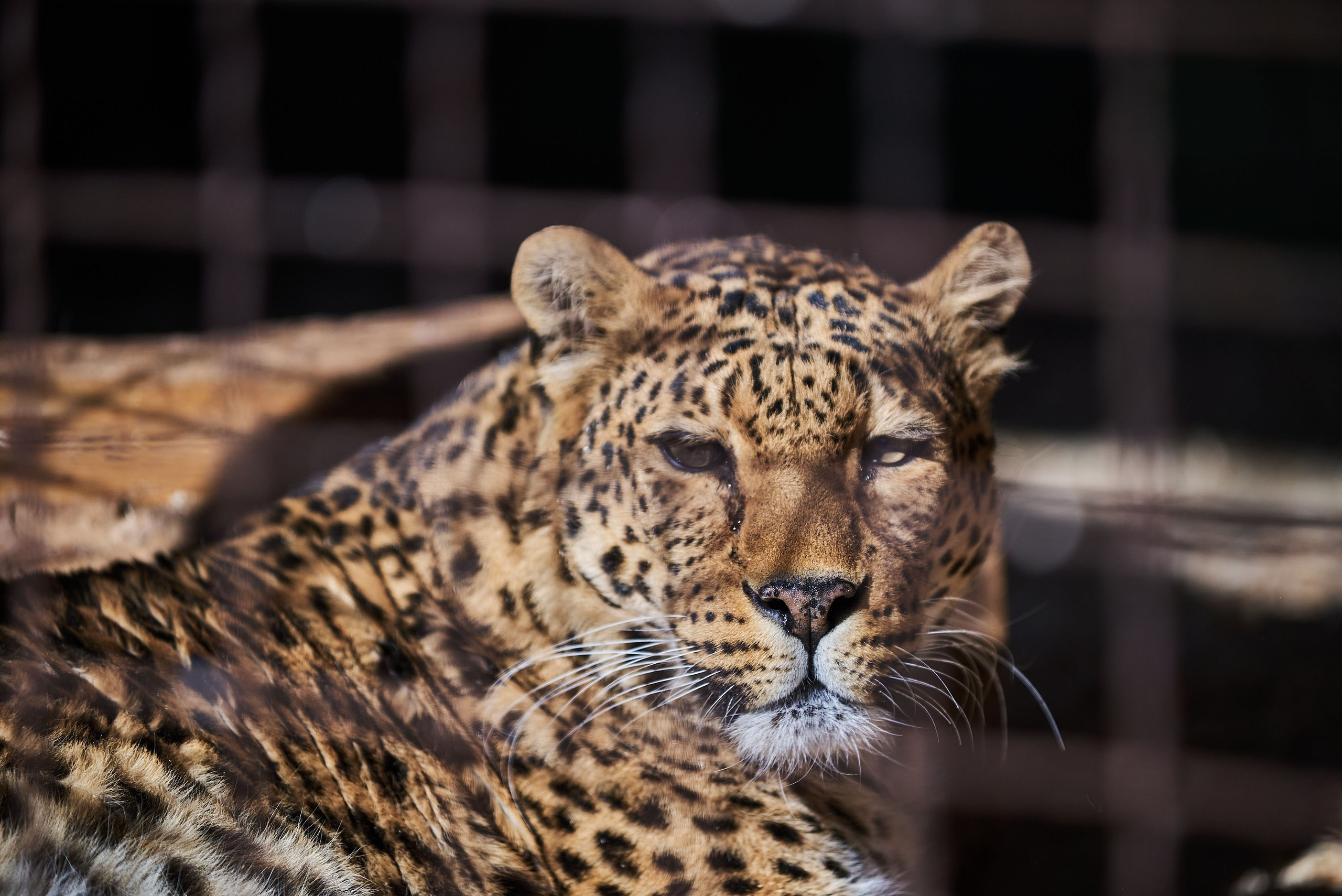 Зоопарк Иваново. Фотограф в Иваново: Каталожная съемка одежды и постельного белья, Wildberries