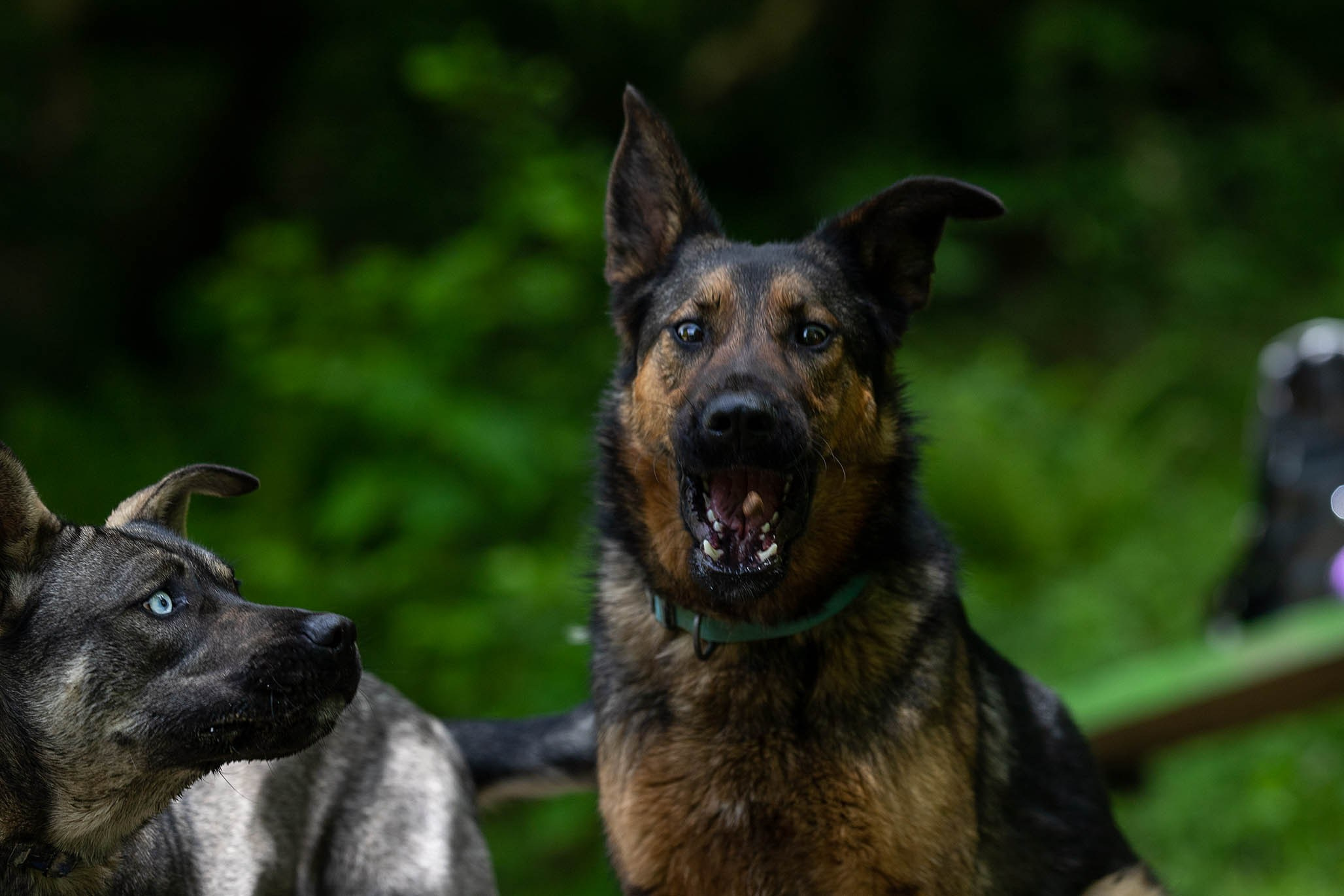 Кай и Герда. Ирина Голомб|Фотограф-анималист в  Сочи и Калининграде