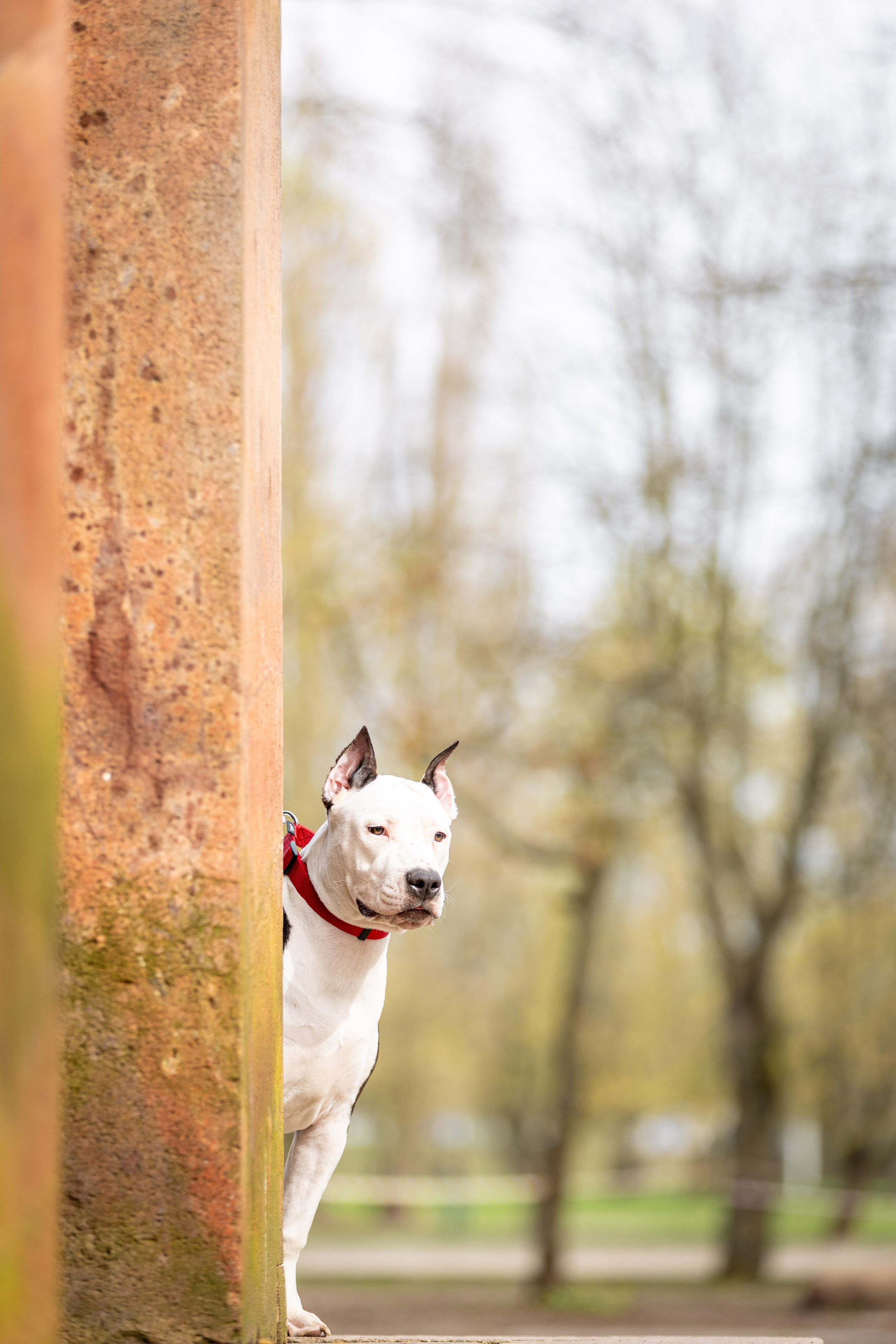 Афина и Мора, Стаффорды. Ирина Голомб|Фотограф-анималист в  Сочи и Калининграде